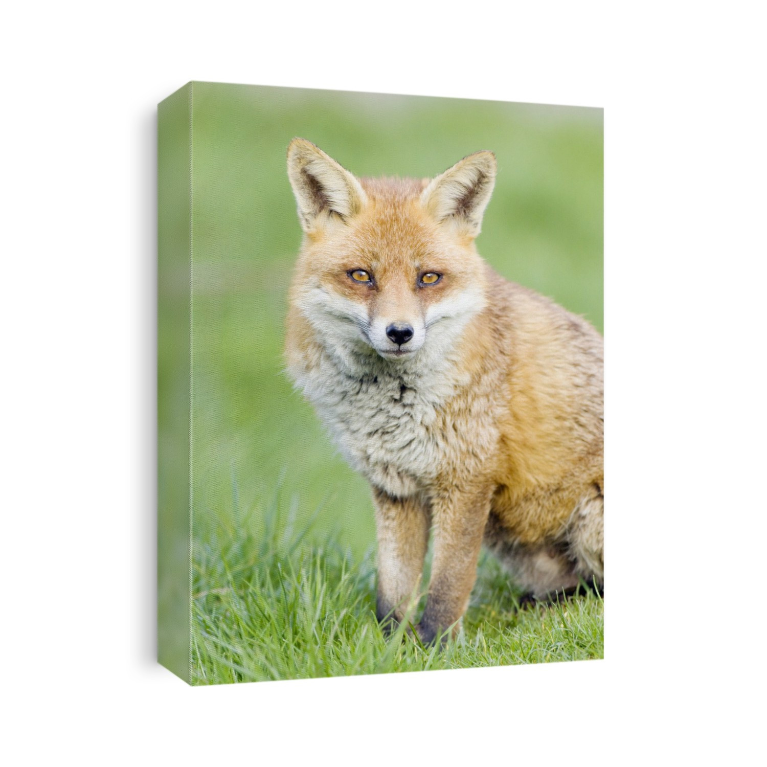 Red fox (Vulpes vulpes). Red foxes are found in North America, Eurasia and North Africa, and are the only native wild canids remaining in the UK and Ireland. They feed on a wide range of foods, from rodents and birds to insects, eggs and fruit, and in urban areas they often scavenge from dustbins. Photographed in Surrey, England, UK, in April.
