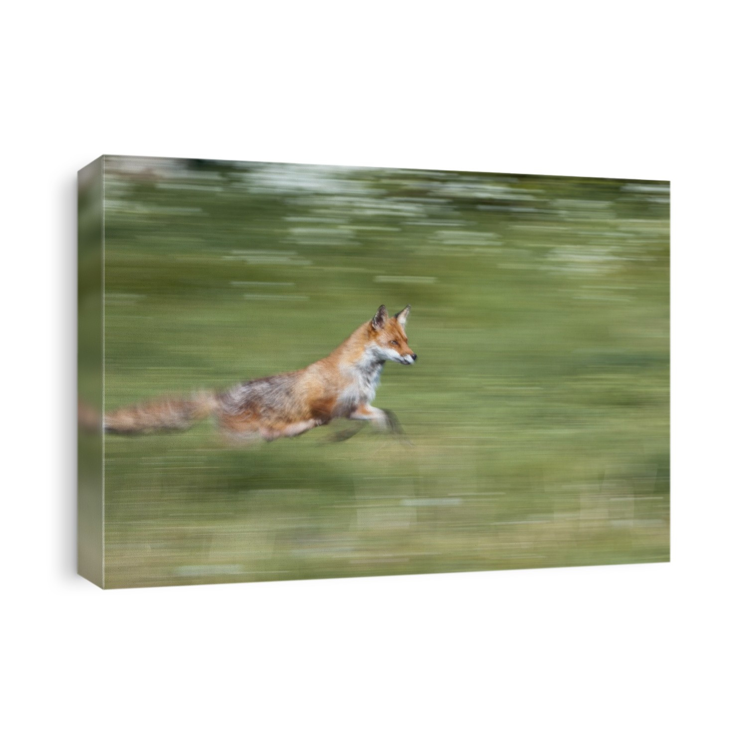 Red fox (Vulpes vulpes) running.