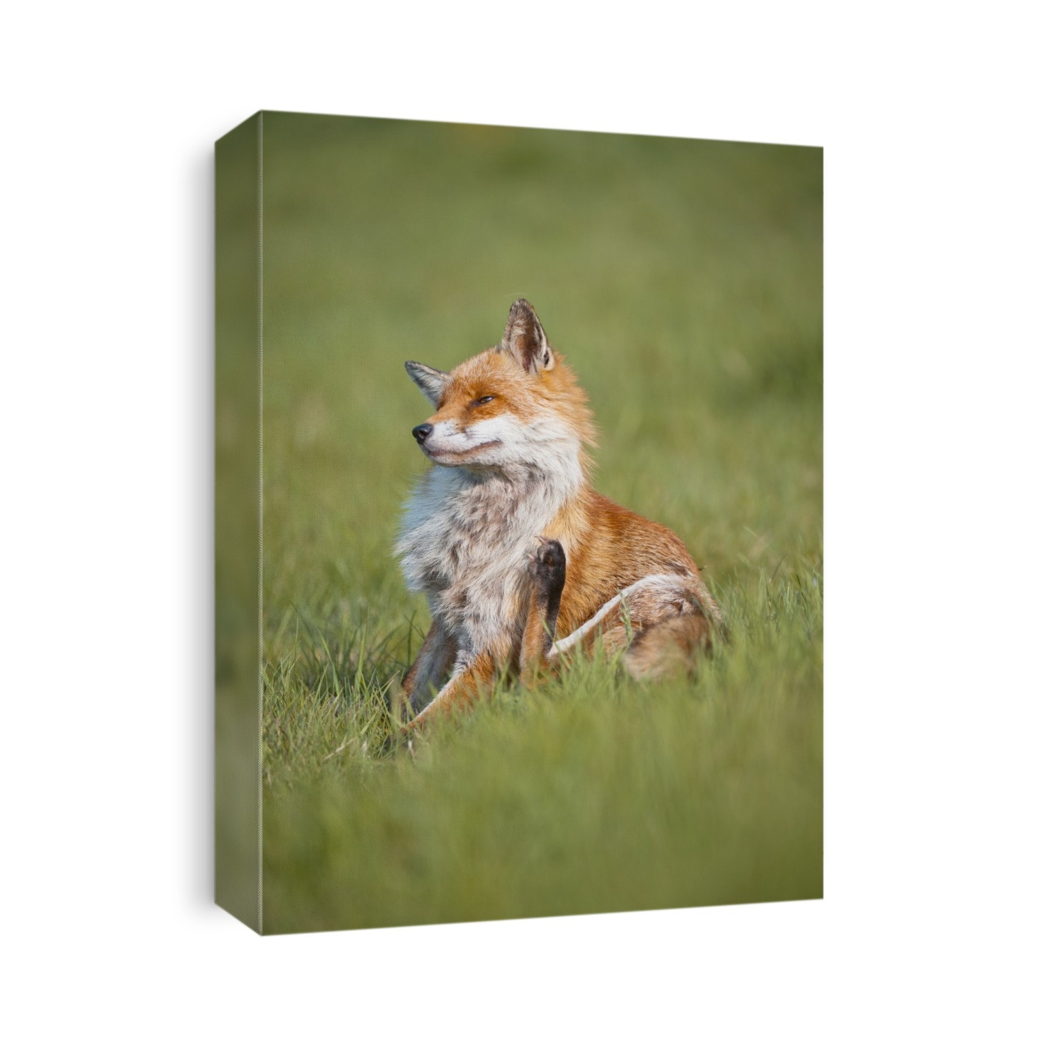 Red fox (Vulpes vulpes) scratching.