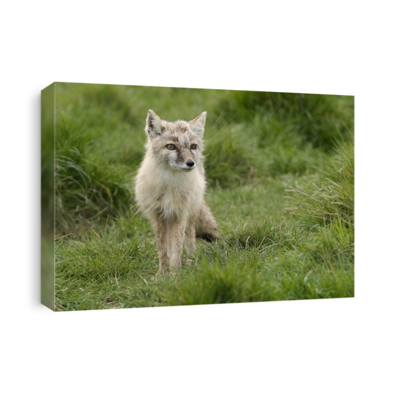 An alert Corsac or steppe fox (Vulpes corsac) standing in long grass at the Hamerton Zoo Park, Cambridgeshire, UK.