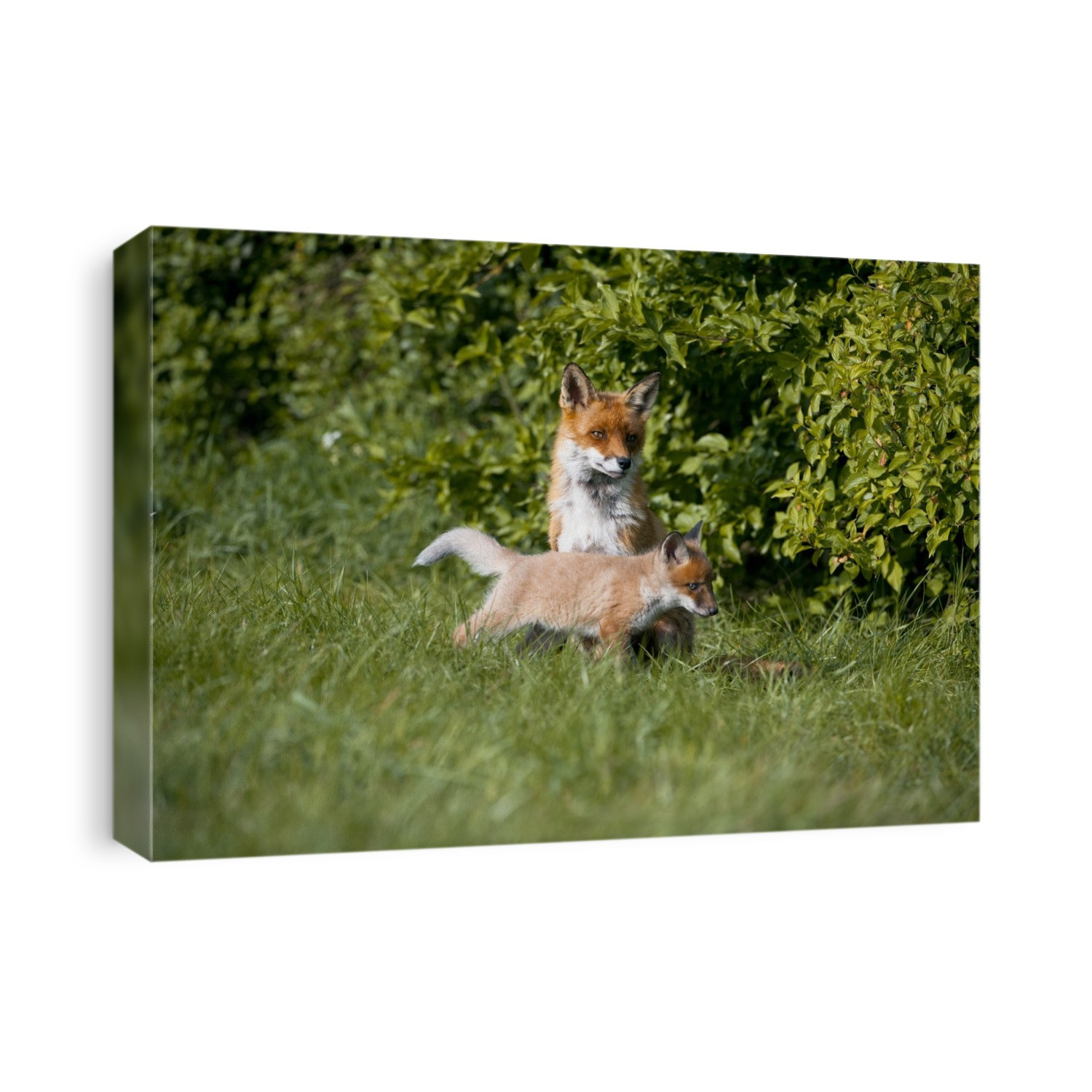 Red fox (Vulpes vulpes) cub and mother.