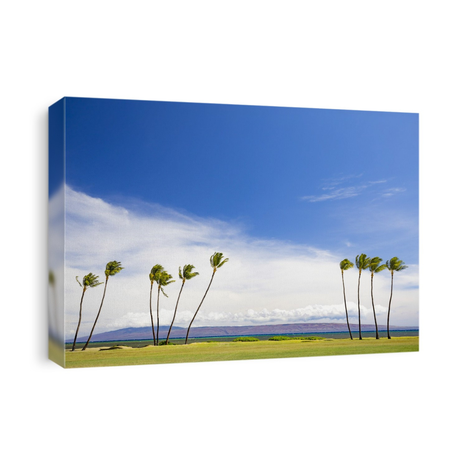 The island of Lanai sits behind these palm trees, viewed from Kakahaia Beach Park on the island of Molokai; Molokai, Hawaii, United States of America