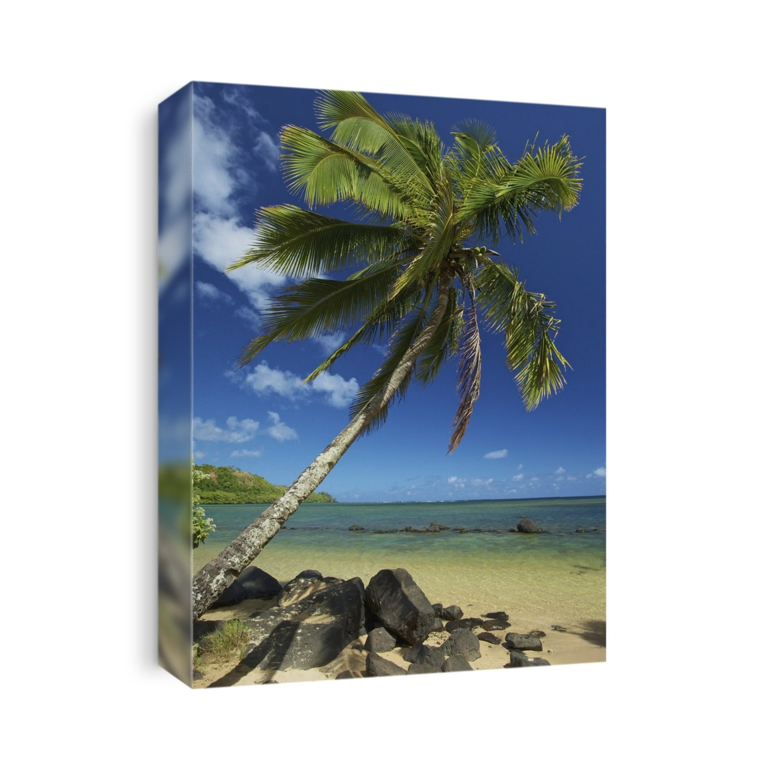 A palm tree leaning out to the ocean against a blue sky; Hawaii united states of america