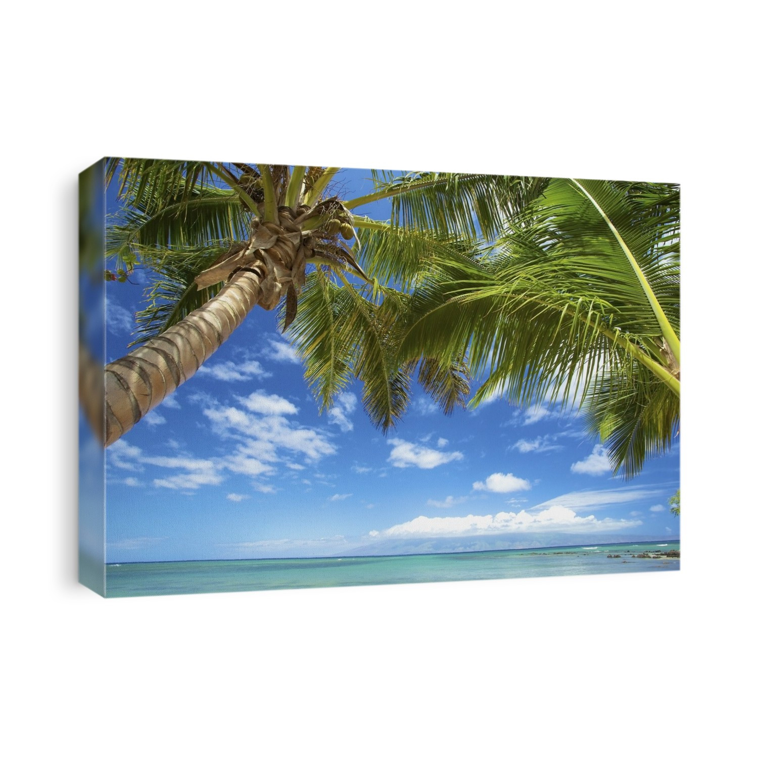 Palm Trees And The Pacific Ocean On The Coast Of An Hawaiian Island; Hawaii, United States Of America