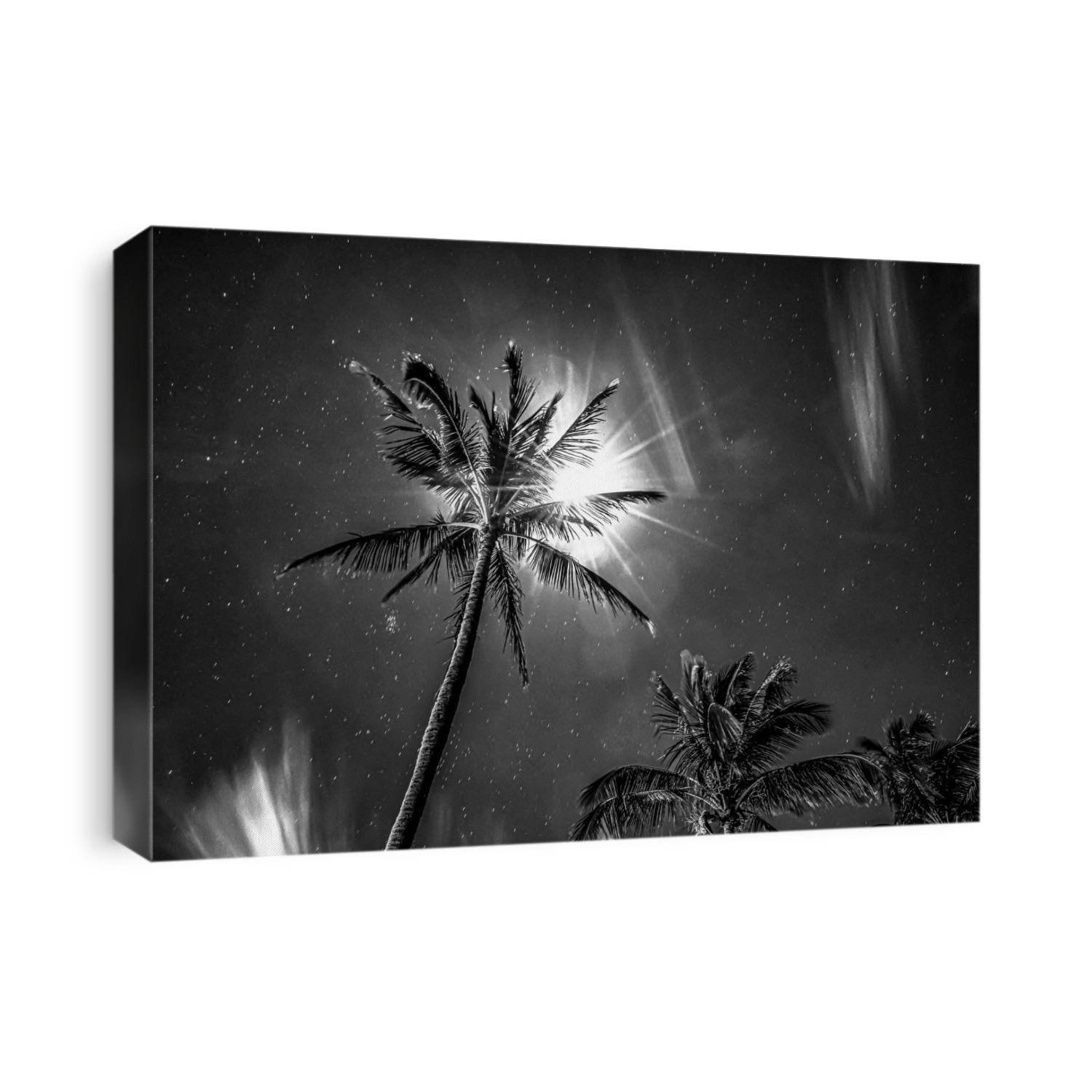 Palm trees under moonlight and a starry sky, black and white; Maui, Hawaii, United States of America