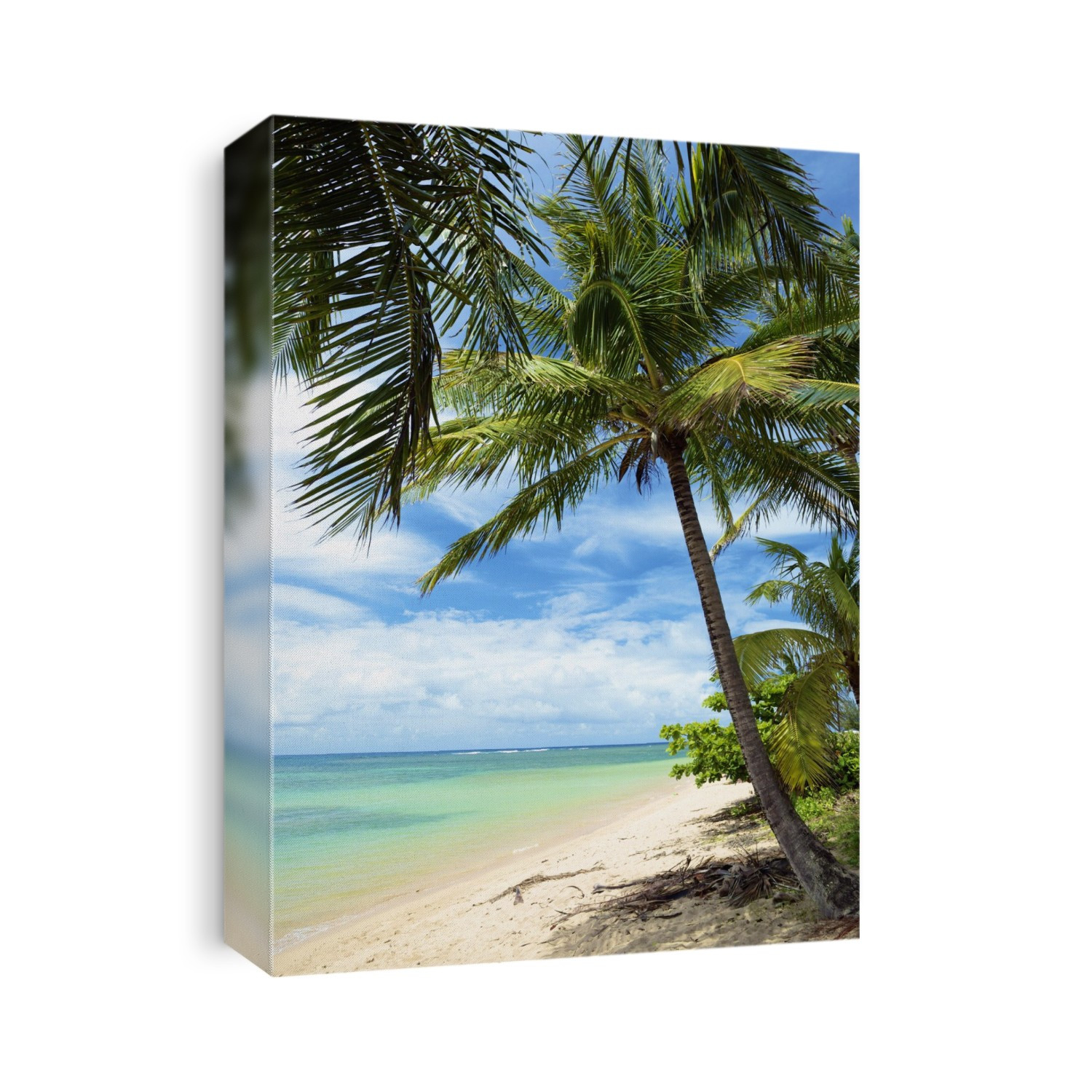 Palm Trees On Anini Beach; Kauai, Hawaii, United States Of America