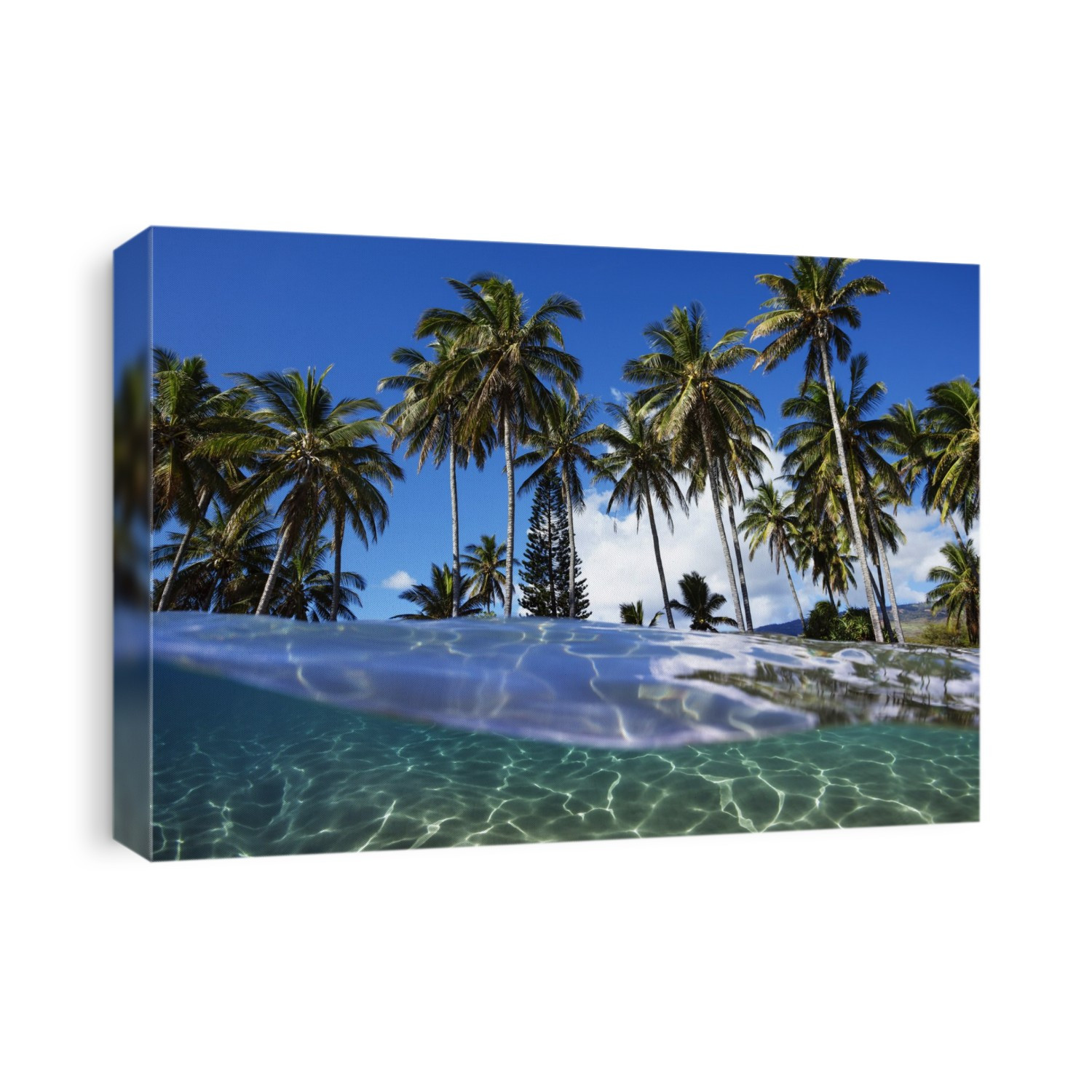 Split view with ocean and palm trees; Lanai, Hawaii, United States of America