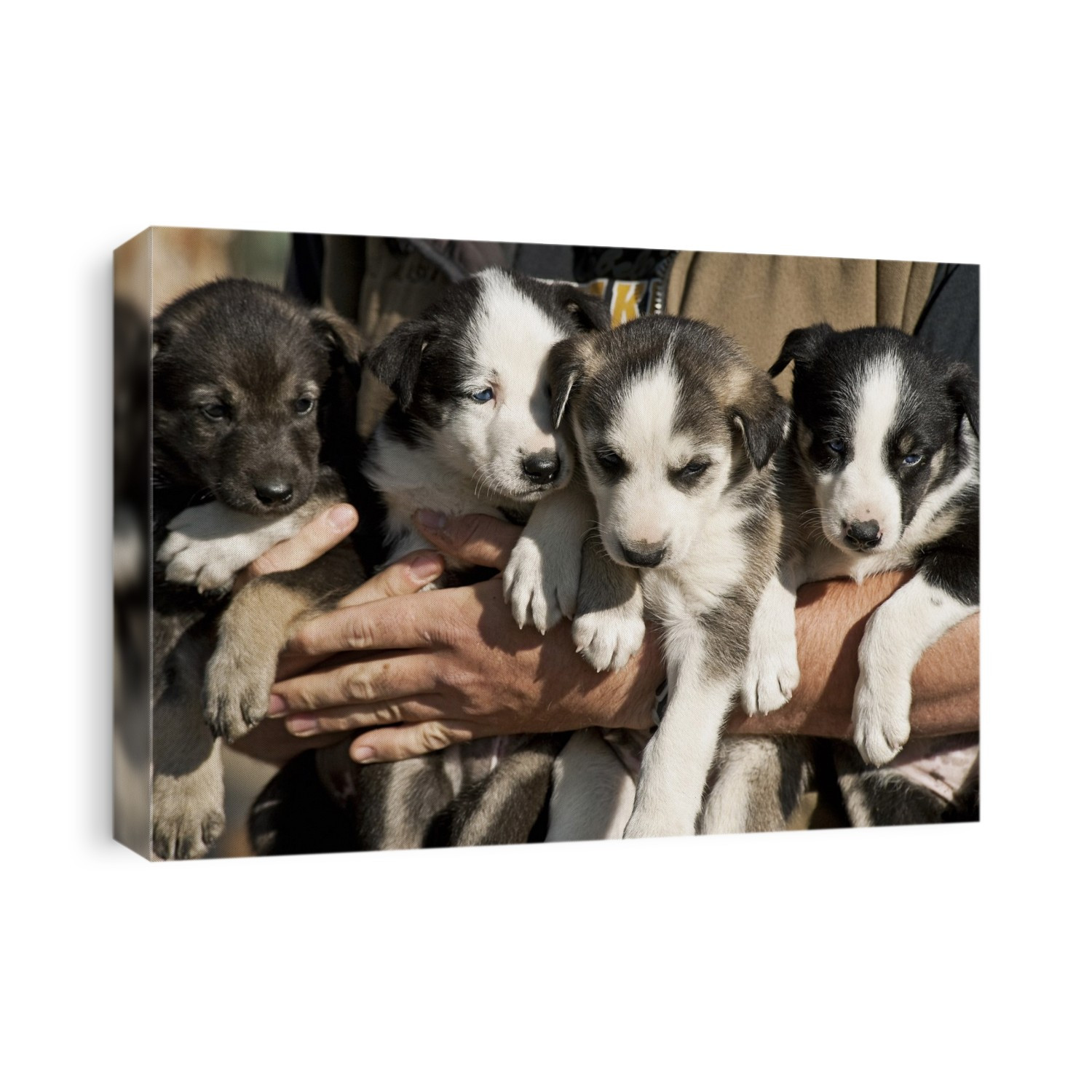 Alaskan husky puppies. Huskies are a breed of the domestic dog (Canis lupus familiaris) Photographed in Denali, Alaska, USA.