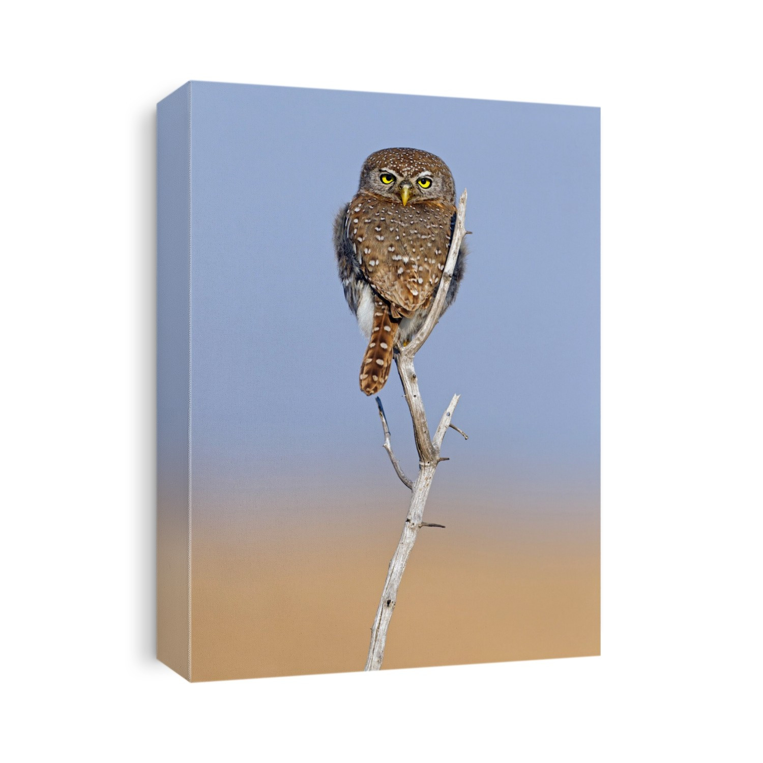 Pearl-spotted owlet (Glaucidium perlatum) perched in a tree. This small owl inhabits open woodland and scrubland in sub-Saharan Africa. It reaches a length of less than 20 centimetres and so is often termed an owlet.