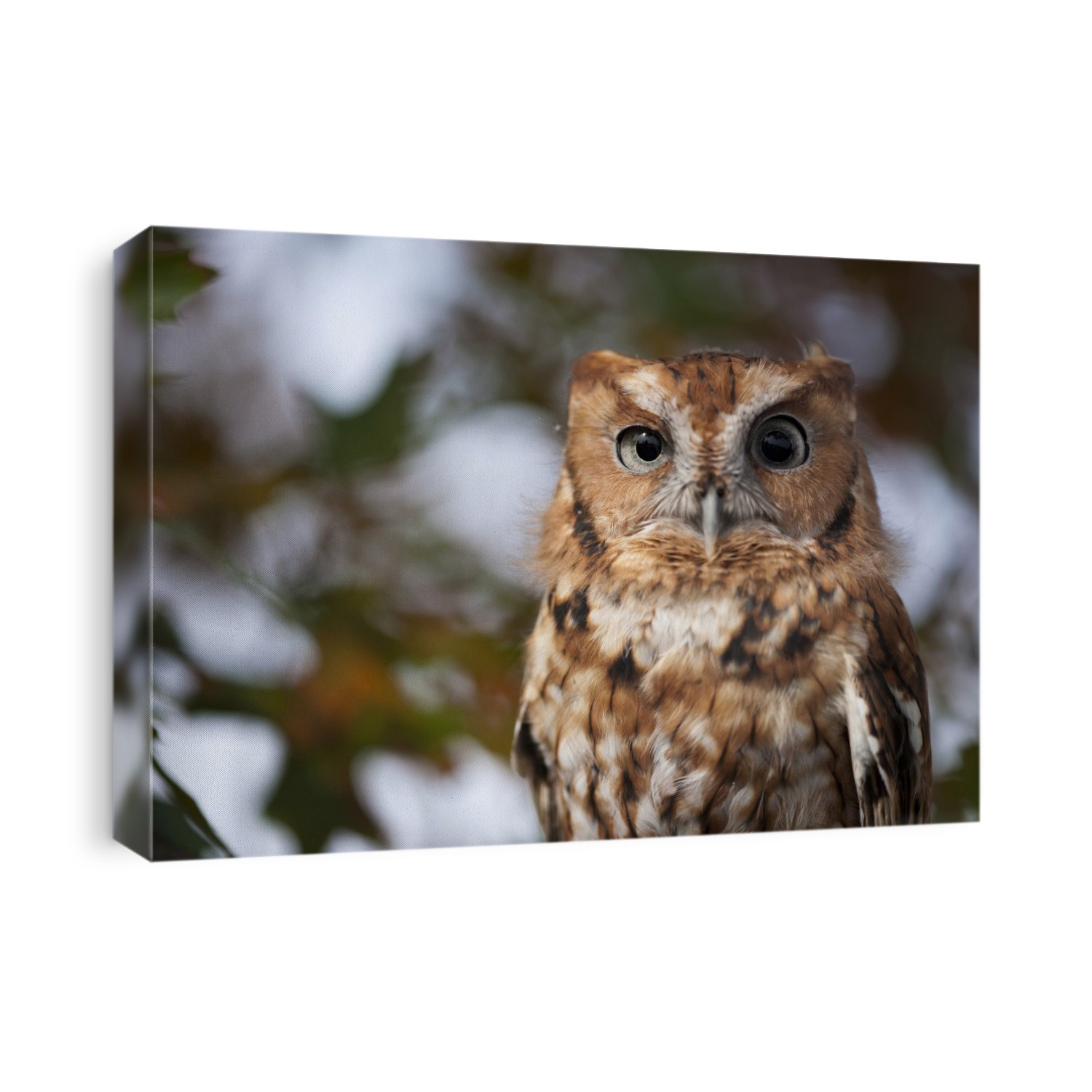 Portrait of a captive Eastern screech owl (Megascops asio) at Ryerson Woods; Deerfield, Illinois, United States of America