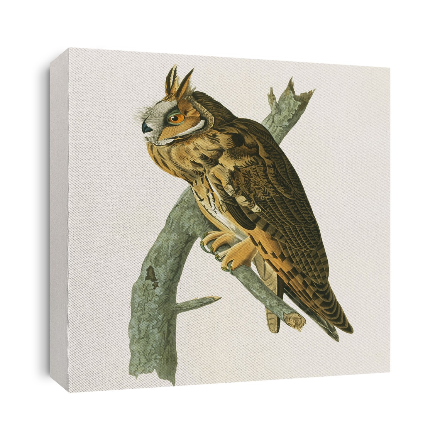 Long eared owl (Asio otus). Illustration from John James Audubon's 'Birds of America', original double elephant folio (1835-38), hand-coloured aquatint.