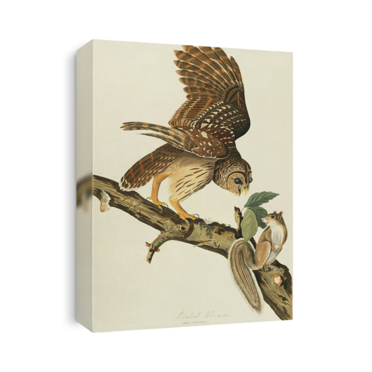 Barred owl (Strix varia) chasing a squirrel. Illustration from John James Audubon's 'Birds of America', original double elephant folio (1827-30), hand-coloured aquatint.