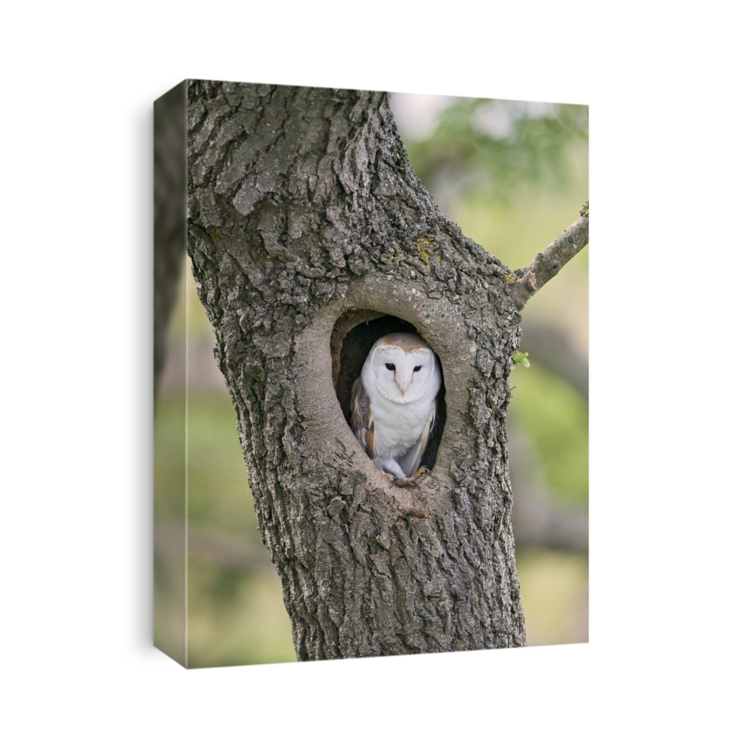Barn owl (Tyto alba) in a tree. Photographed in Northumberland, UK.