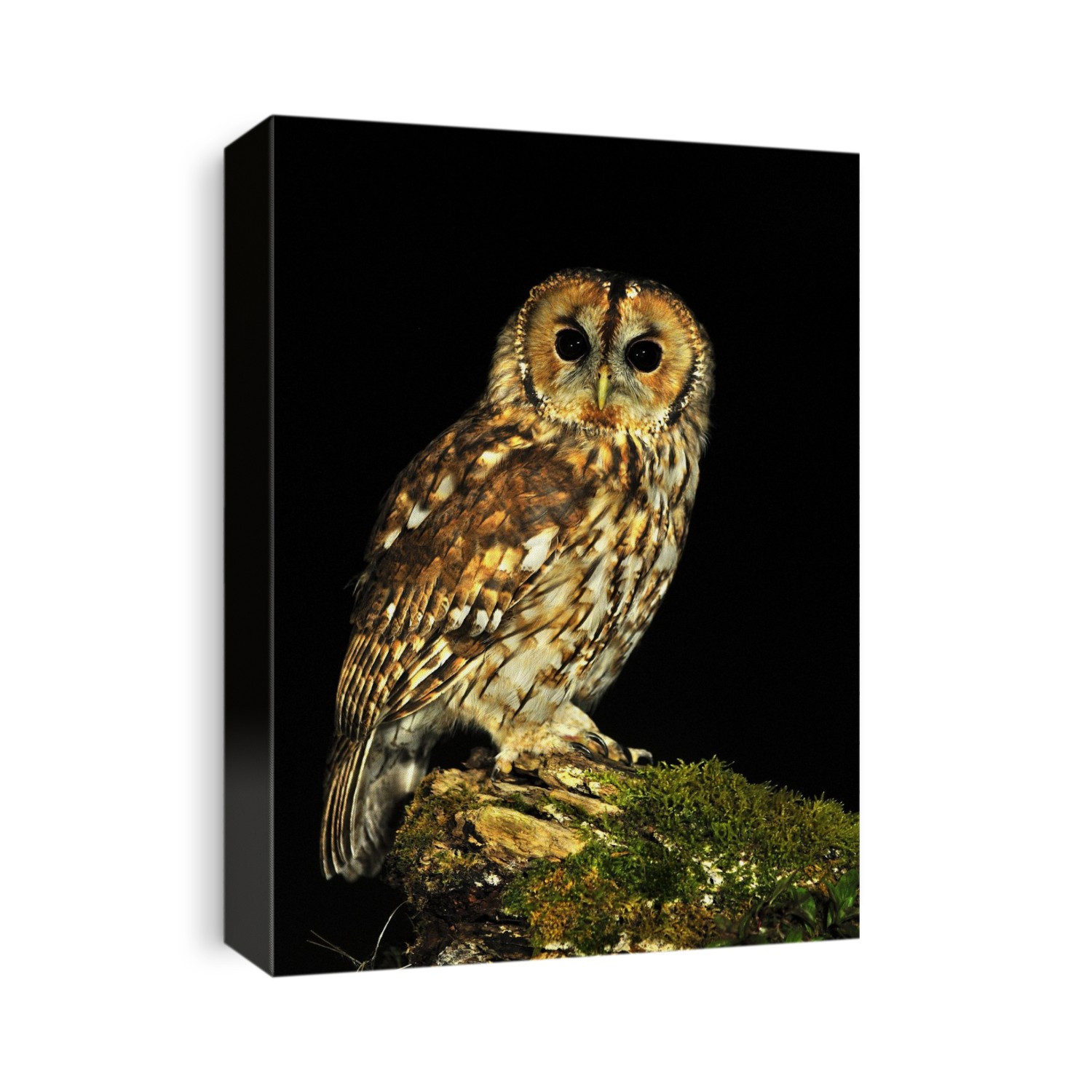 Tawny owl on a log at night. Tawny owls (Strix aluco) are nocturnal birds that inhabit open woodlands throughout Europe and parts of Asia, where they hunt rodents such as mice and voles. It is this owl that has the hooting call most commonly associated with owls. Photographed in Dorset, UK, in September.