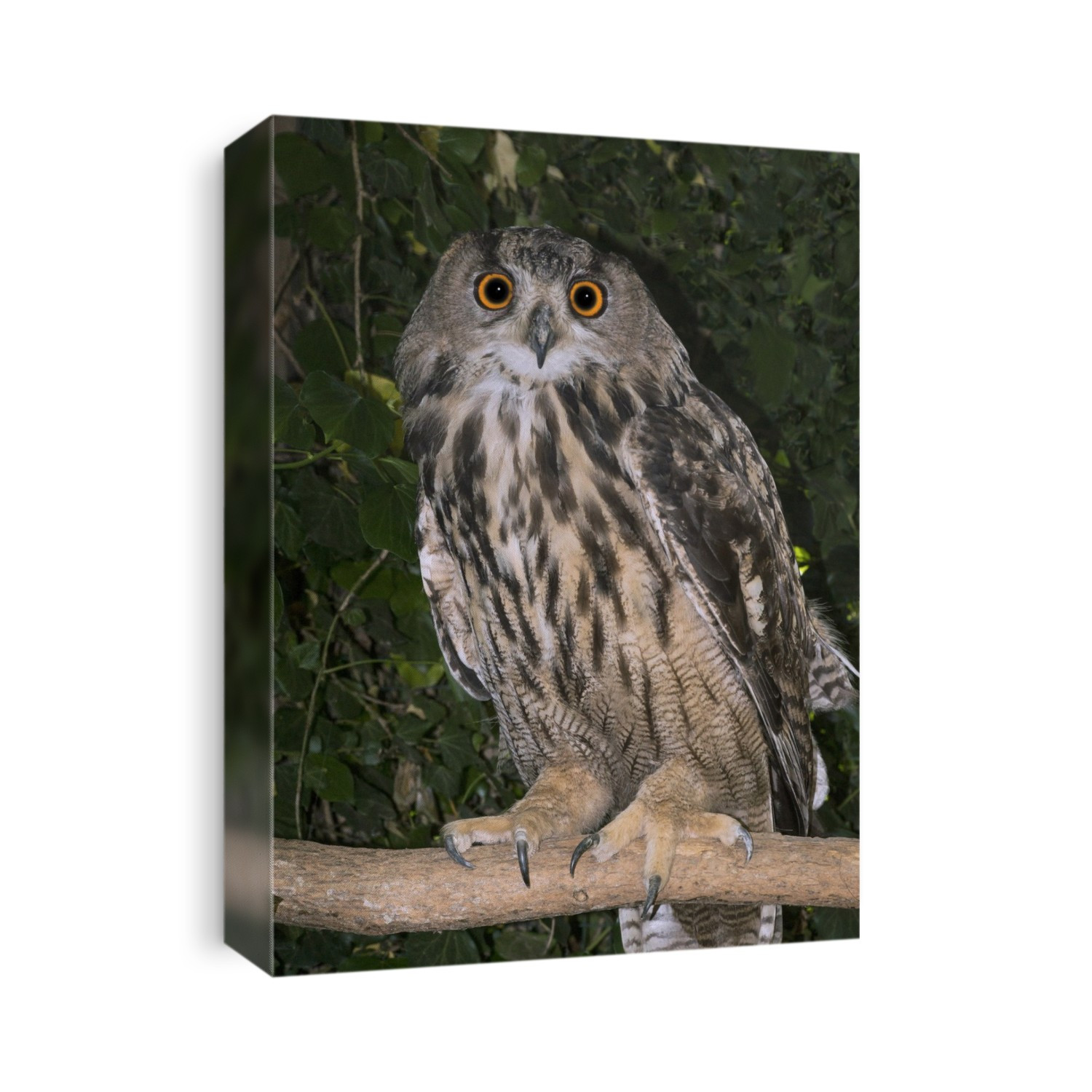 Adult eurasian eagle owl (Bubo bubo) standing on a branch. Photographed in France.