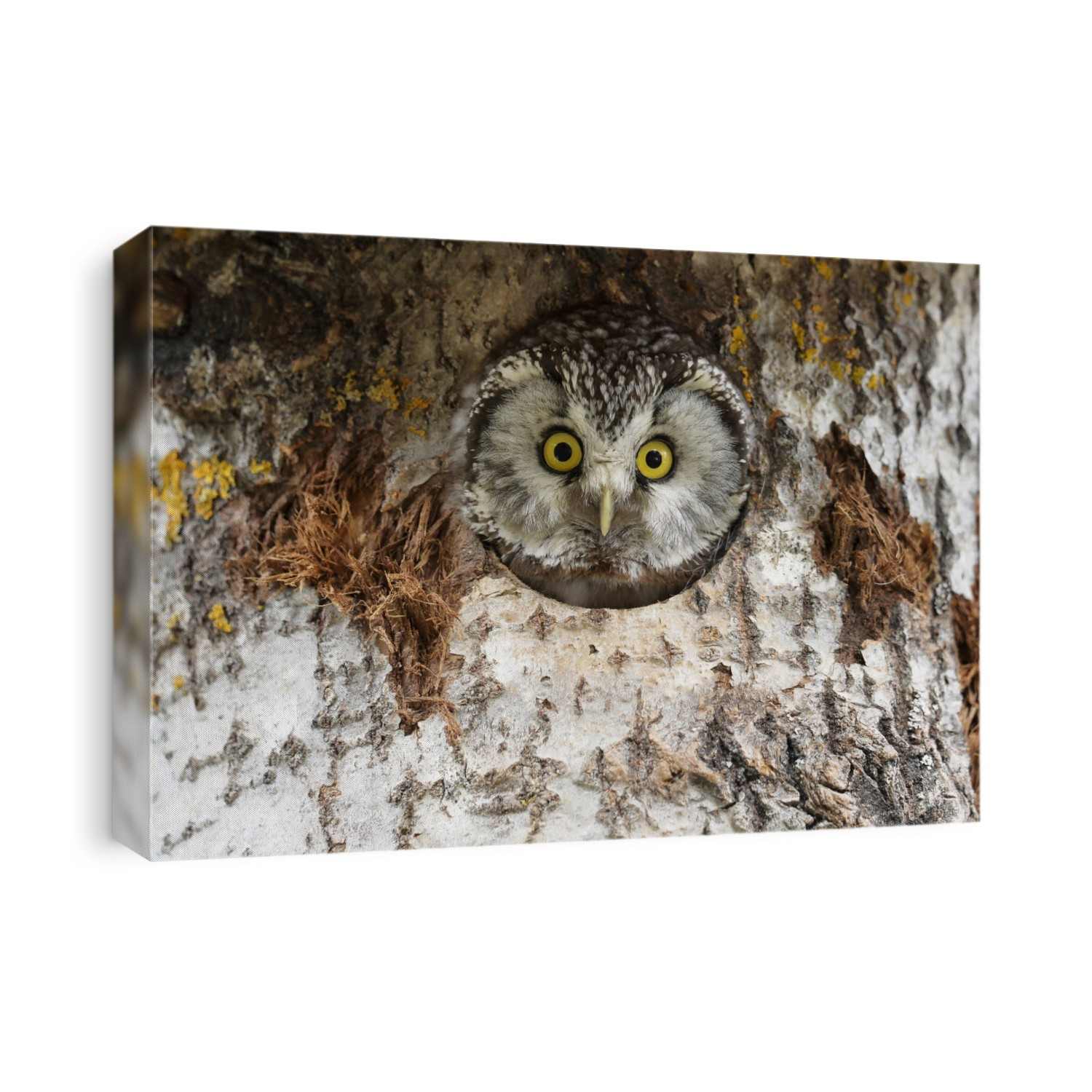 Tengmalm's owl (Aegolius funereus) in a tree. This nocturnal owl, also known as the boreal owl, is found in coniferous forests in northern North America and Eurasia. It is a small owl, between 22 and 27 centimetres in length and feeds on small mammals and birds. Photographed in Finland.