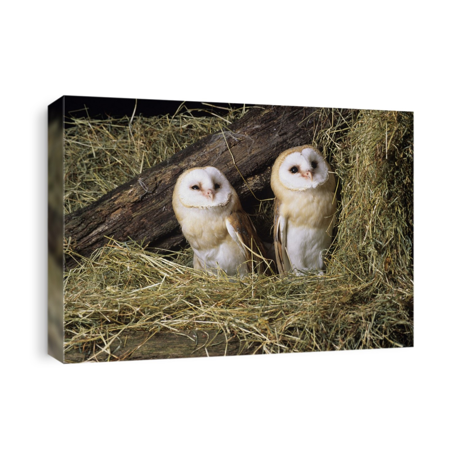 Barn owls. Two barn owls (Tyto alba) sitting on hay in a barn. These birds are found on all continents except antarctica, in virtually all habitats, although they prefer rural open land. Barn owls are mostly monogamous and breed once a year laying between 2 and 18 eggs. Females are slightly larger than males, measuring up to 40 centimetres in length. These nocturnal predators specialise in hunting small ground mammals, mainly rodents. They will also eat small birds, reptiles and insects. They are proficient hunters due to their silent flight and accurate directional hearing.
