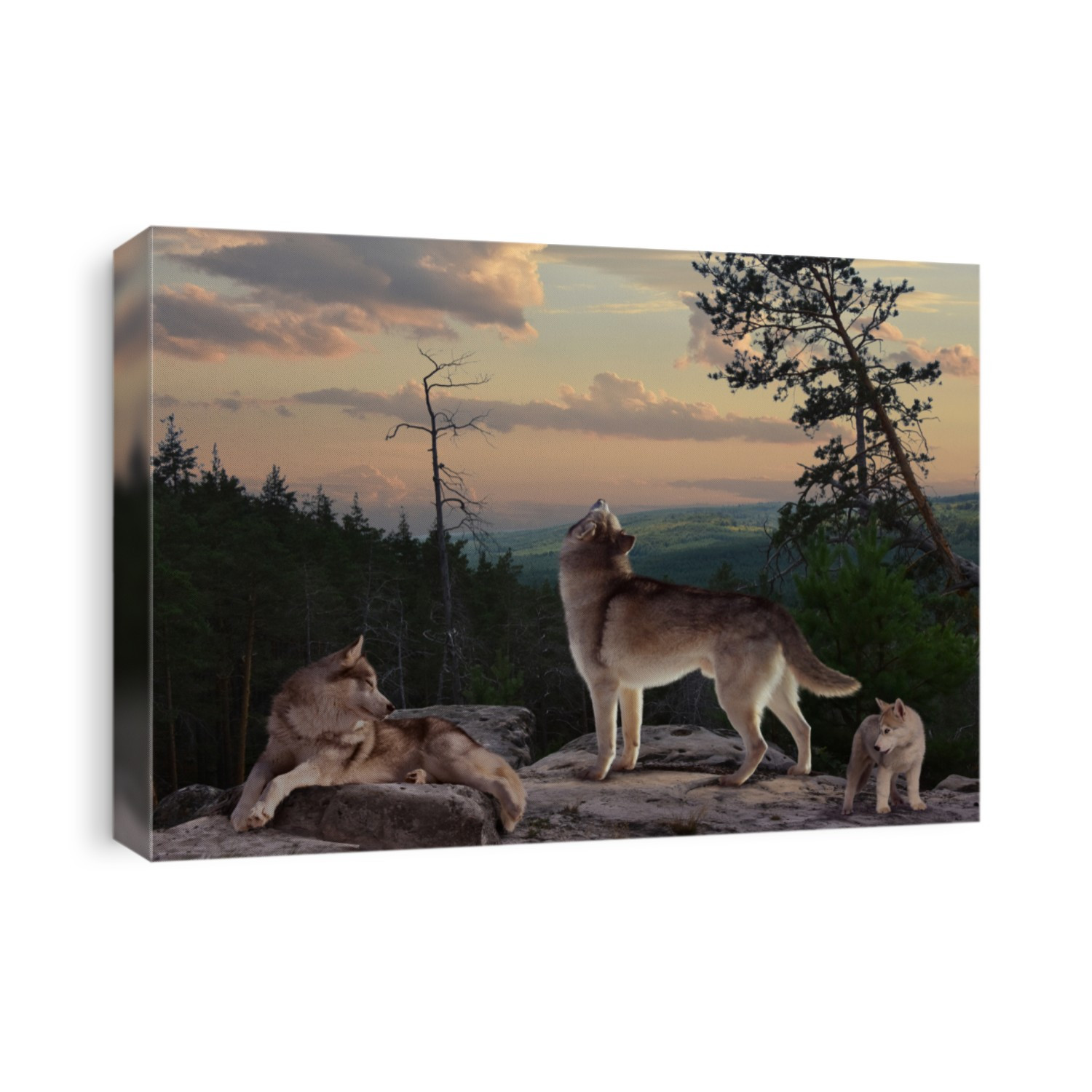 The wolf with his howl warns everyone that he protects the possessions of his family