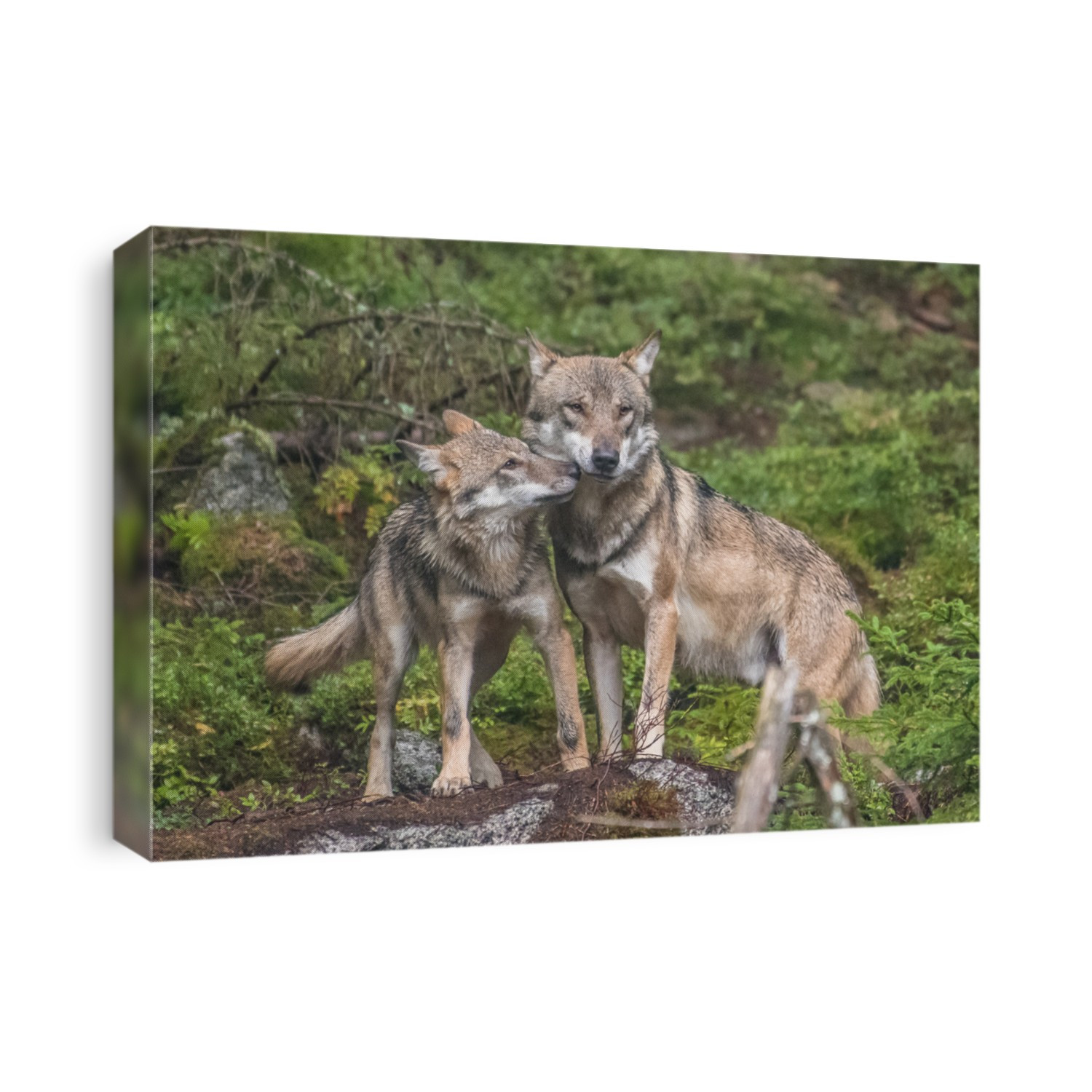 : The gray wolf or grey wolf (Canis lupus) standing on a rock