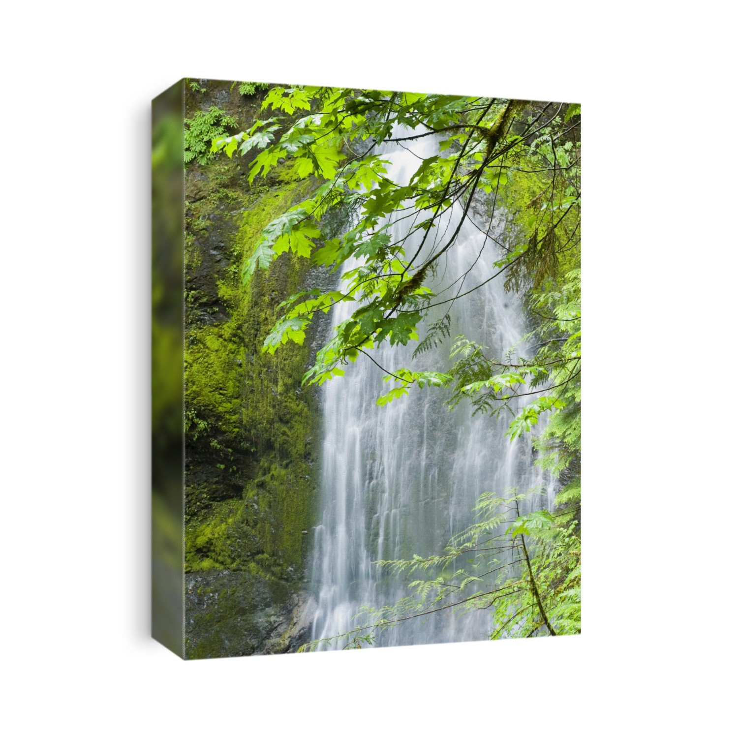 Marymere Falls, Olympic National Park