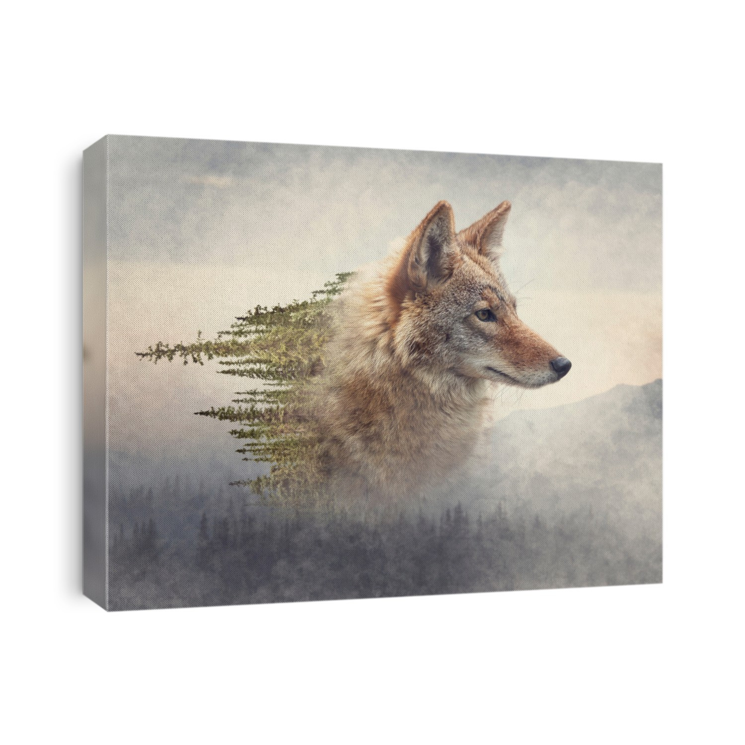 Double exposure of coyote portrait and pine forest on the mountain