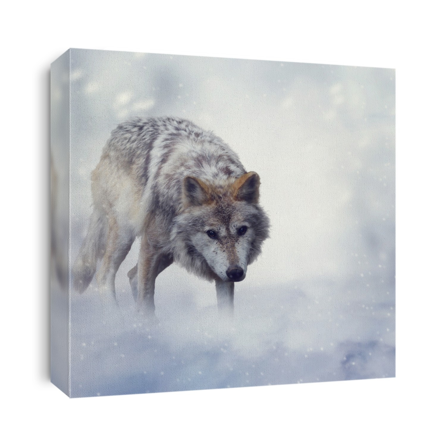 Gray Wolf Walking on the Snow
