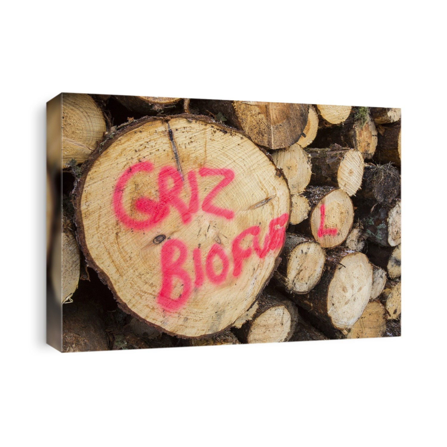 A log pile of freshly cut timber in Grizedale forest, Lake District, UK, that is destined to be used as biofuel in a biofuel power station.