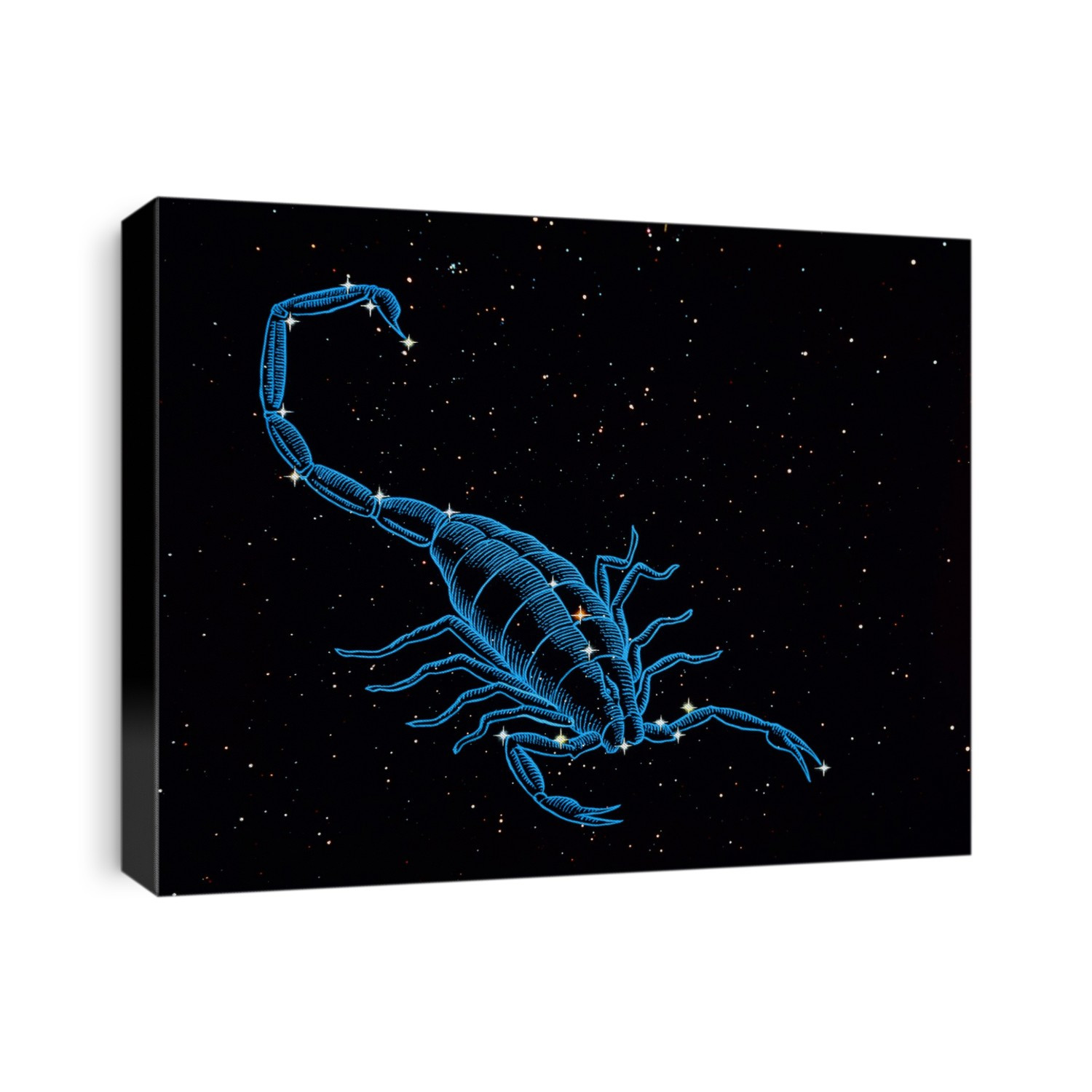 Scorpius, the Scorpion, eighth of the twelve constellations or signs of the Zodiac. The figure of the scorpion is superimposed on a photograph in which the constellation stars have been enhanced. The scorpion was the creature whose sting killed Orion, so the gods placed them on opposite sides of the sky. But the scorpion is itself being threatened by Sagittarius' arrow, aimed straight at Antares, the red giant that is the alpha star of Scorpius. In pre-Roman times, Scorpius was combined with Libra & known as Scorpius cum chelae, the Scorpion with Claws. The Sun is in Scorpius from 24 October to 21 November.
