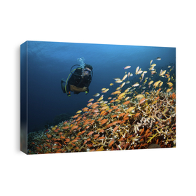 Scuba Diving