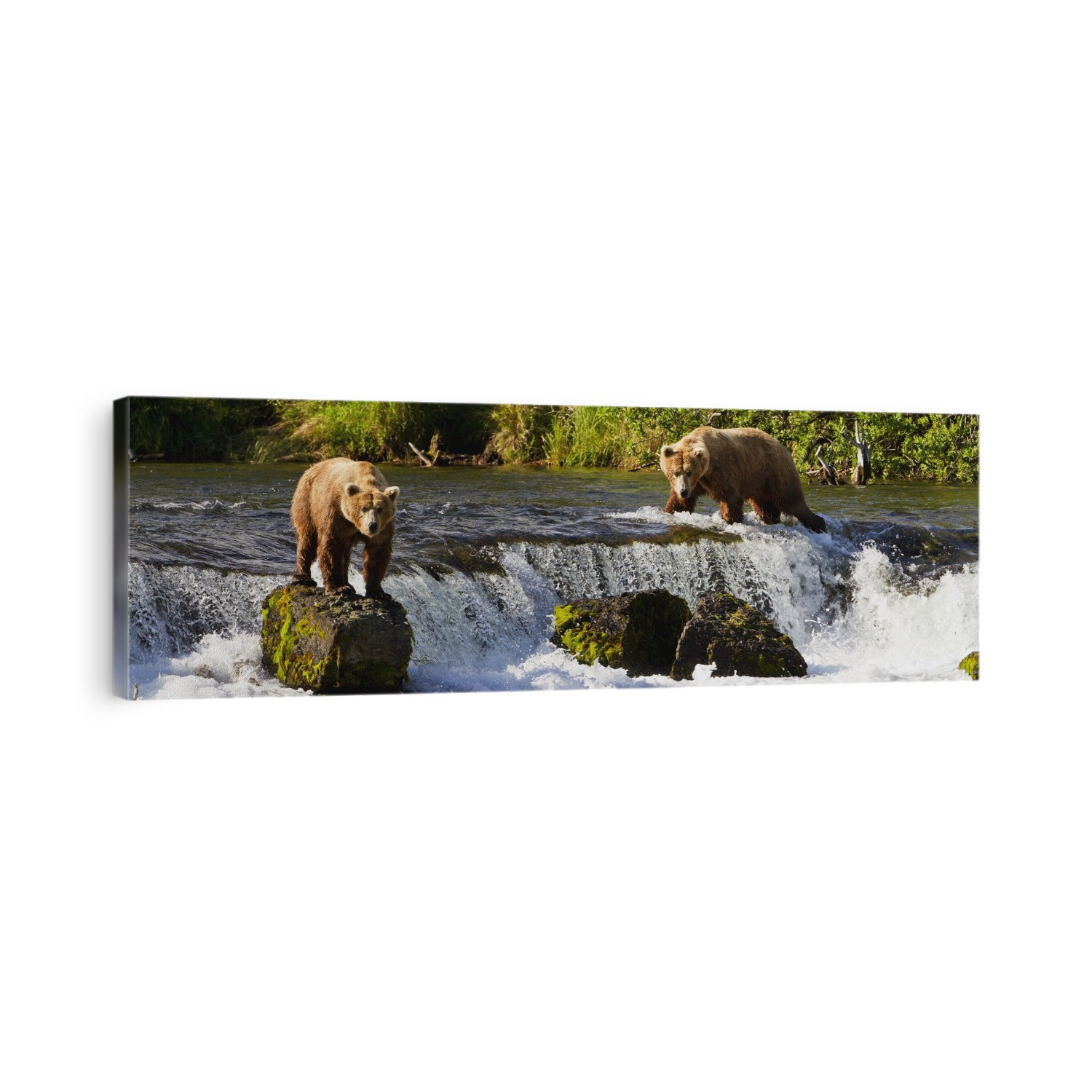 Brown Bears (Ursus Arctos) Standing At Brooks Falls While Fishing For Sockeye Salmon, Katmai National Park And Preserve, Southwest Alaska