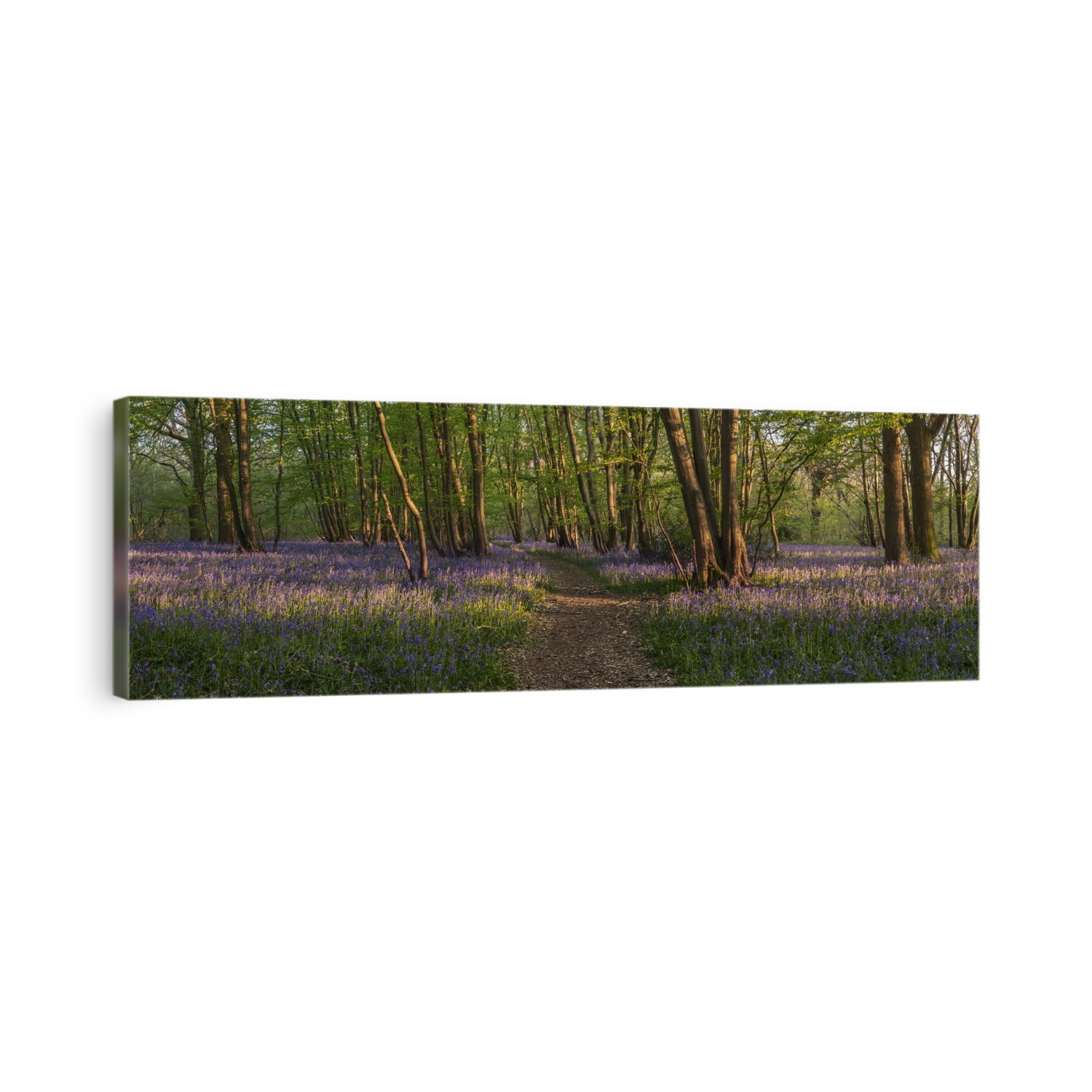 A well trodden path cuts through a forest of bluebells catching the last rays of the sun; Ditchling, East Sussex, England