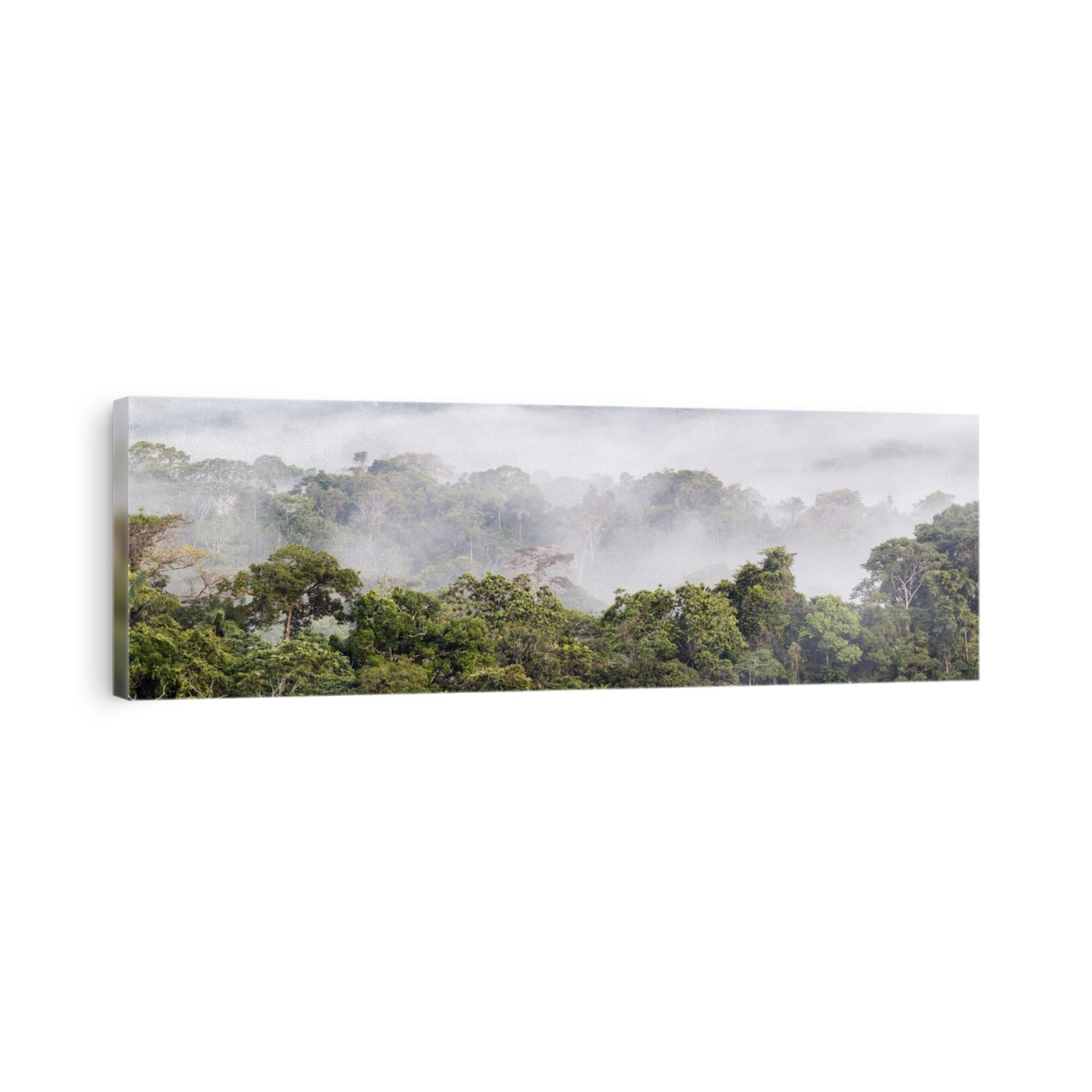 View over the canopy of tropical rainforest in the early morning with humidity transpired by the trees. Photographed in the Ecuadorian Amazon.