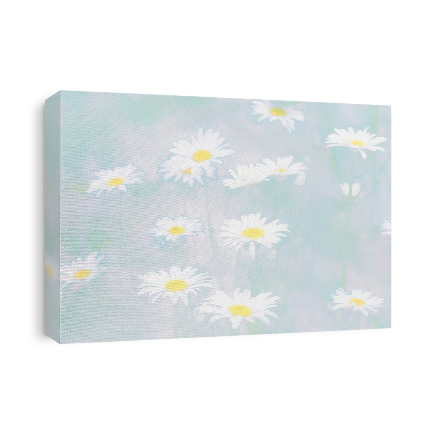 Shasta daisy (Leucanthemum x superbum) flowers, artwork with watercolour effect.