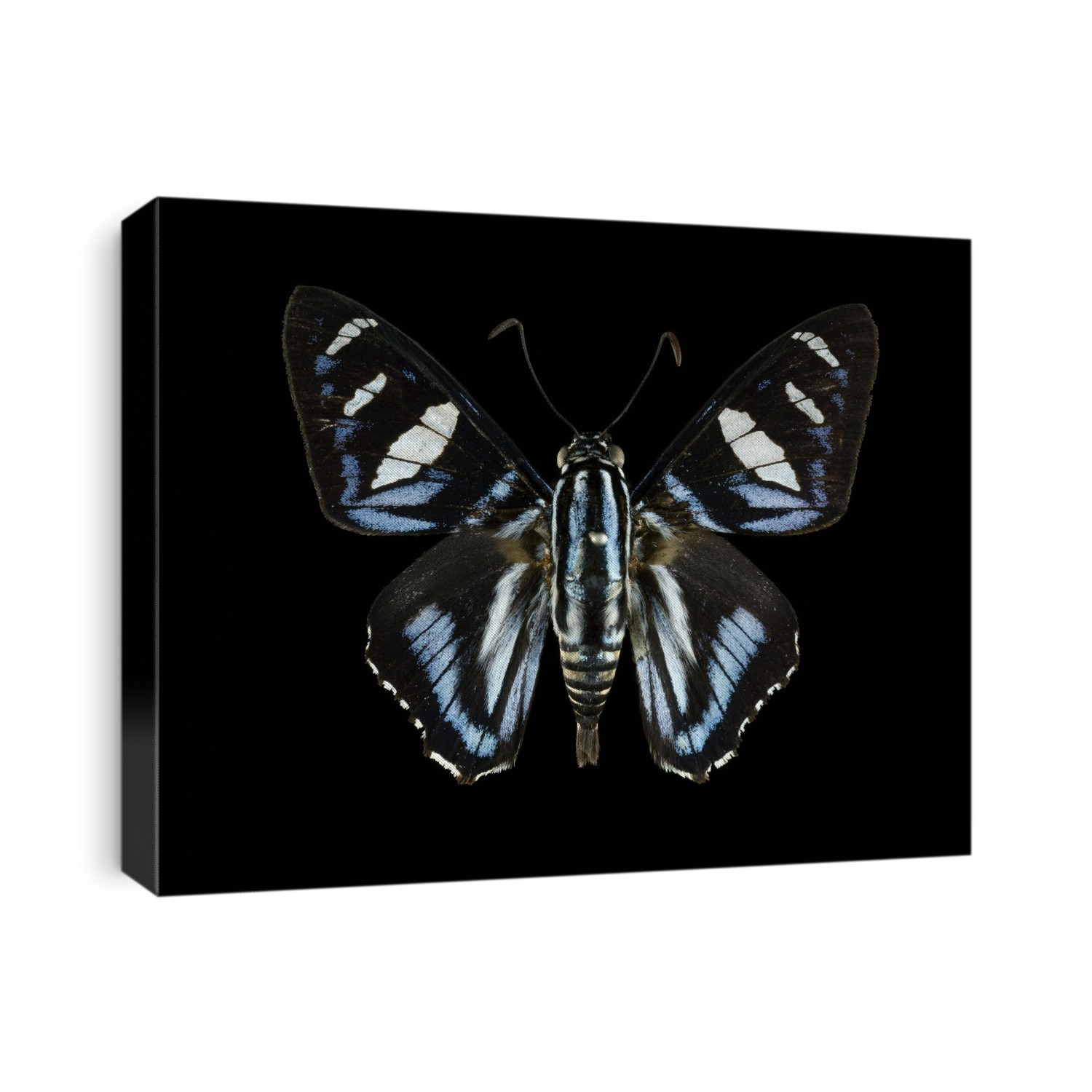 Hospita skipper butterfly (Jemadia hospita). This specimen is from Peru.
