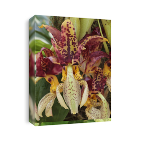 Orchid