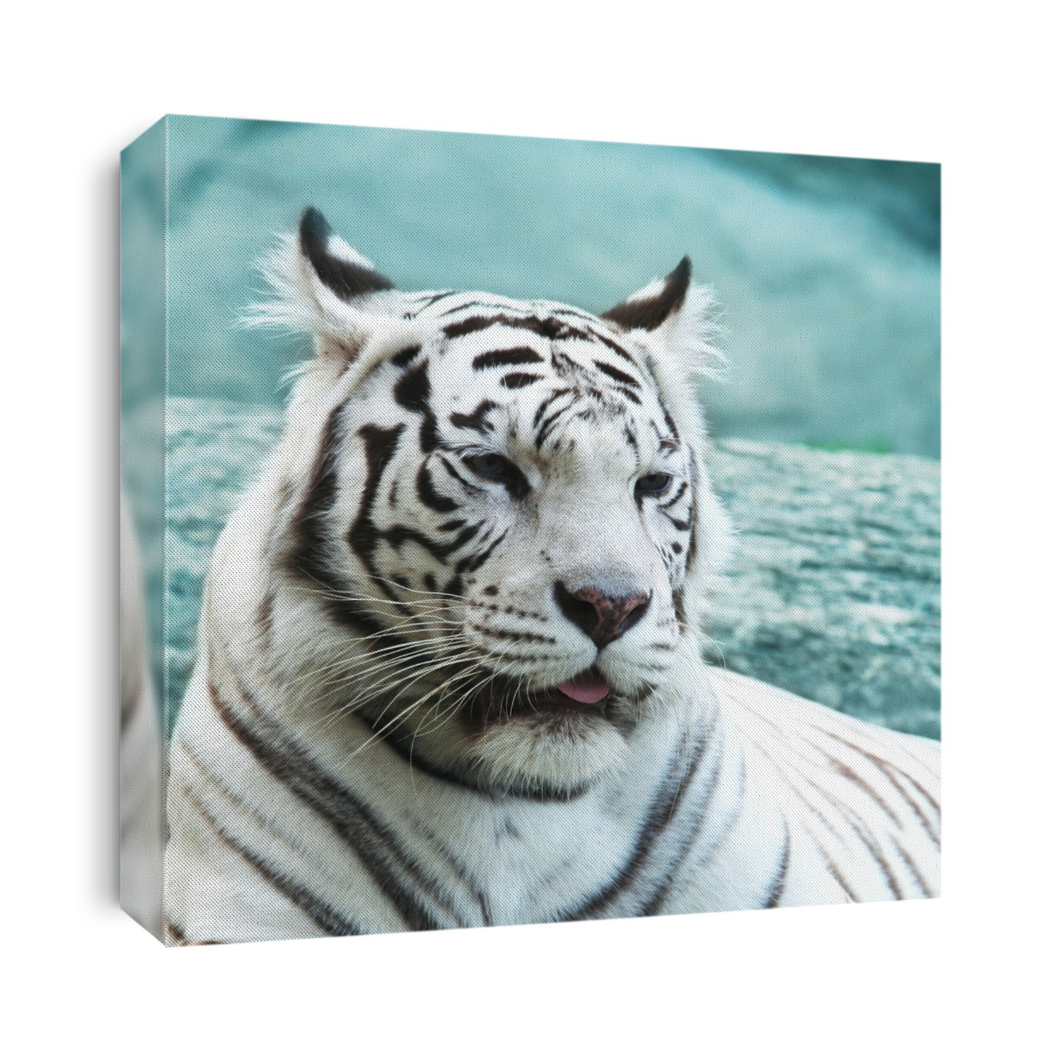 White tiger