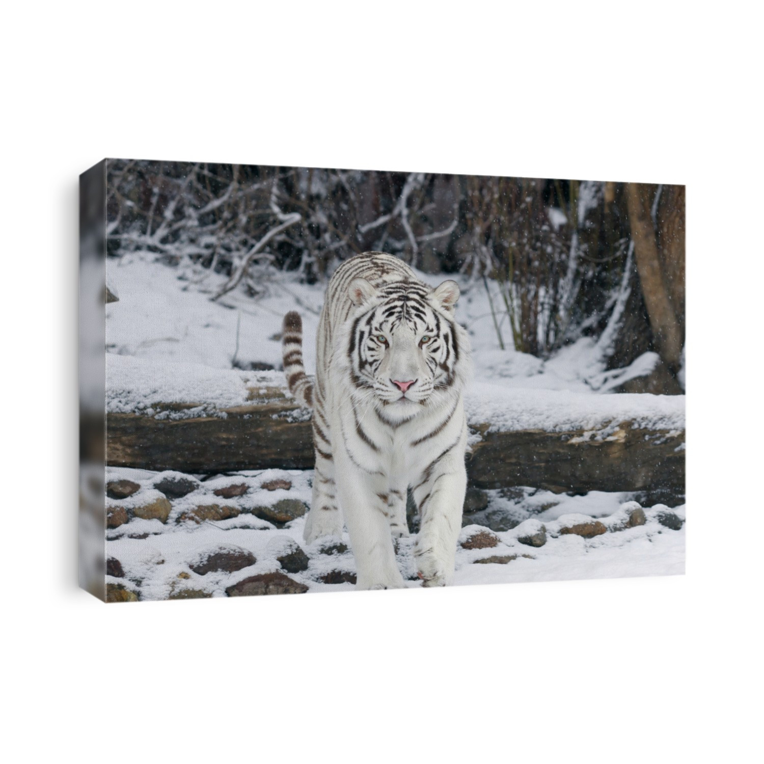 White tiger among snowflakes.