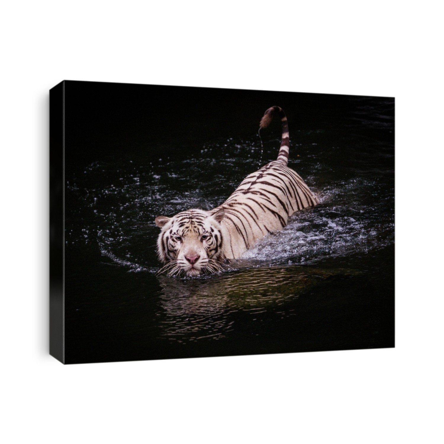 Picture of a white tiger walking in water