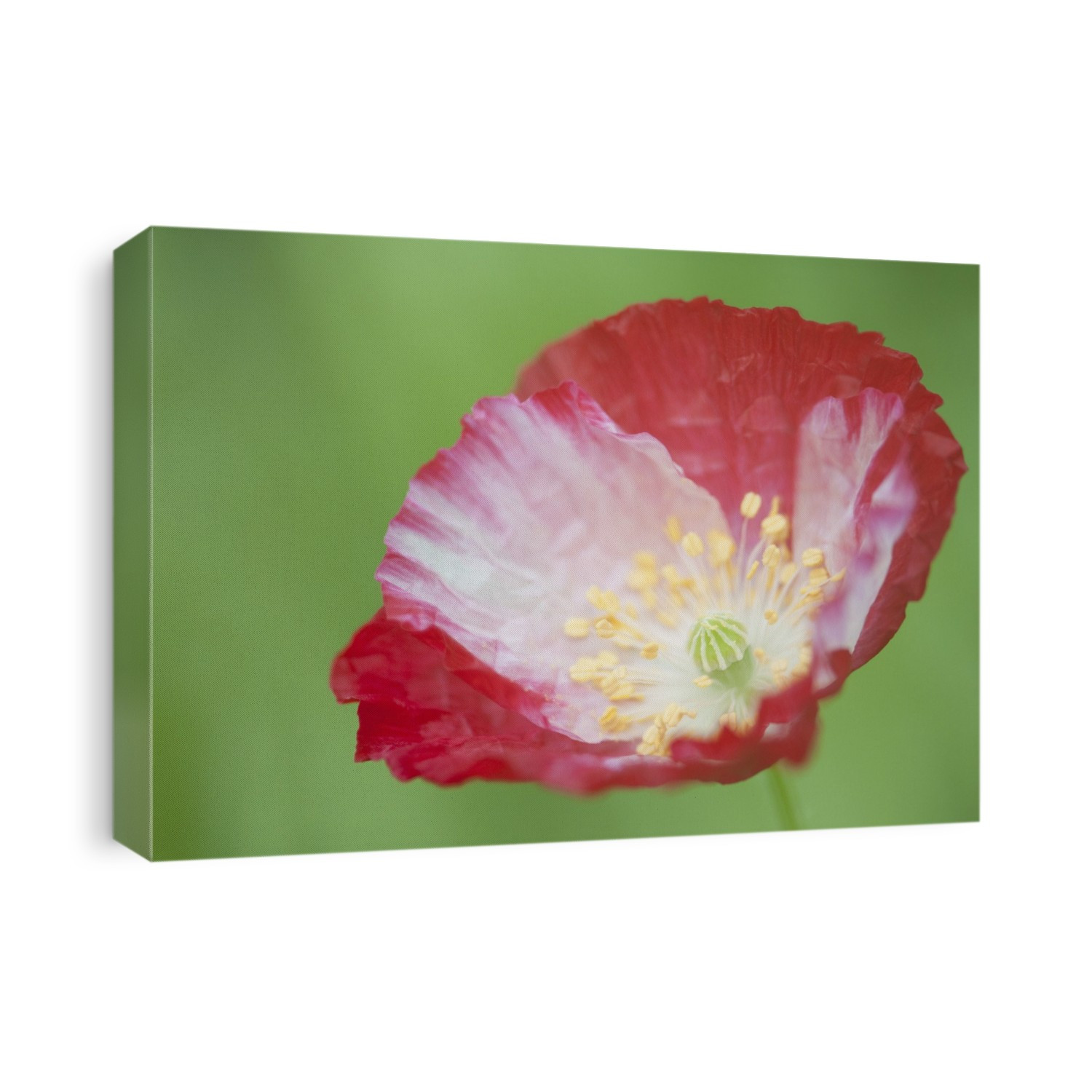 Red Shirley poppy (Papaver rhoeas) with a white centre.