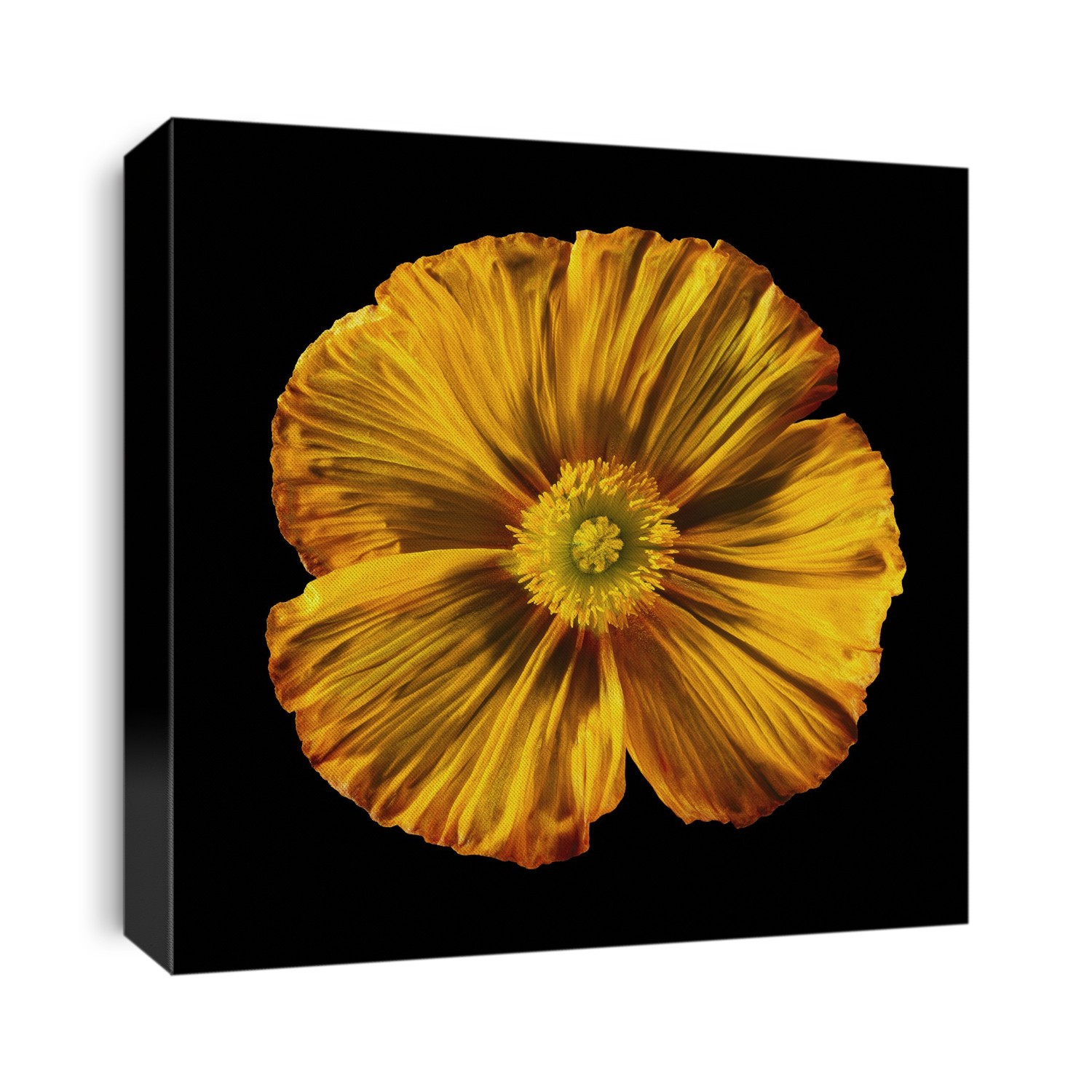 Iceland poppy (Papaver croceum).