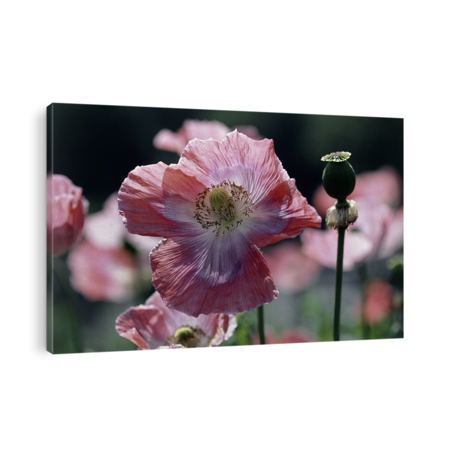 Opium poppies (Papaver somniferum).