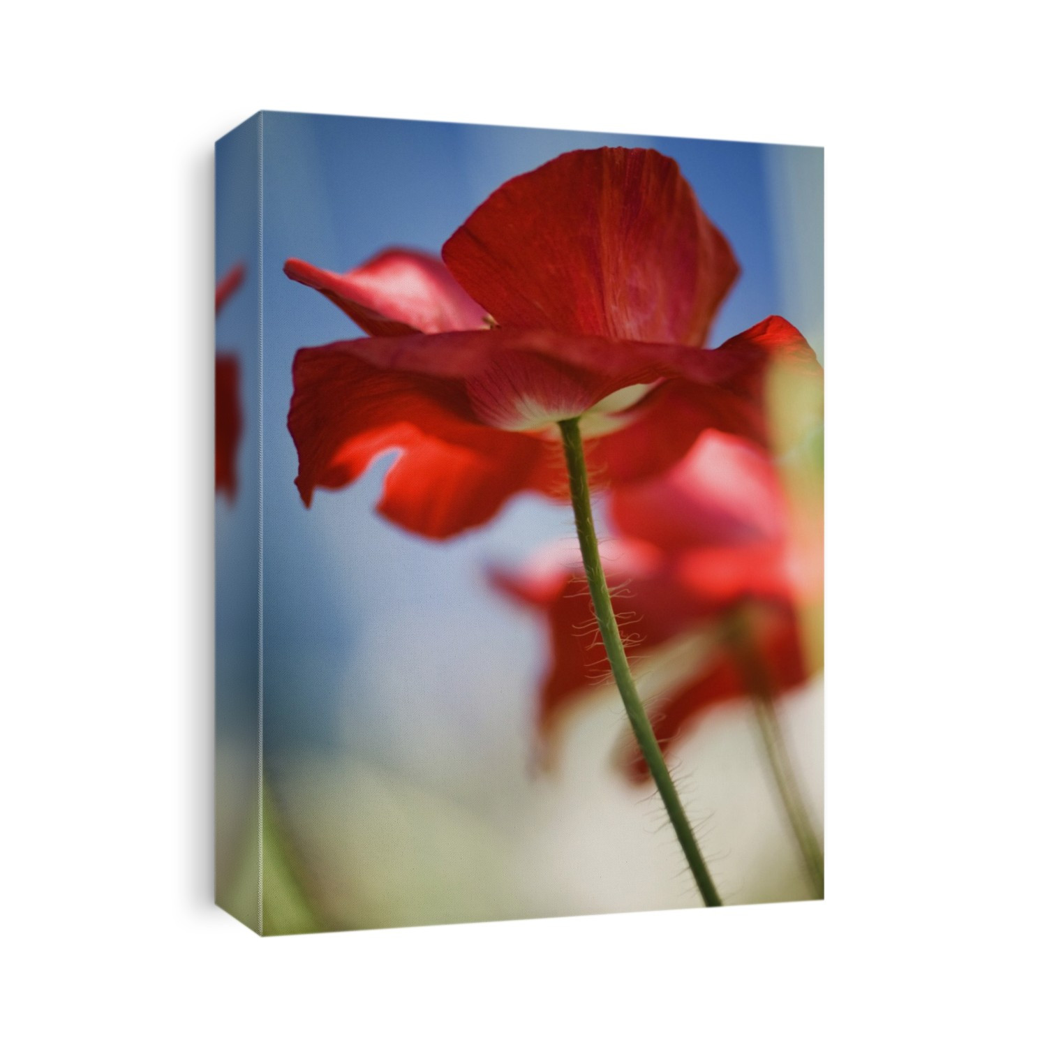 Red corn poppy (Papaver rhoeas).