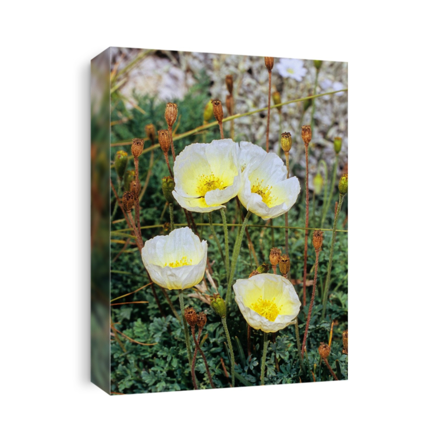 Poppies (Papaver julicum).