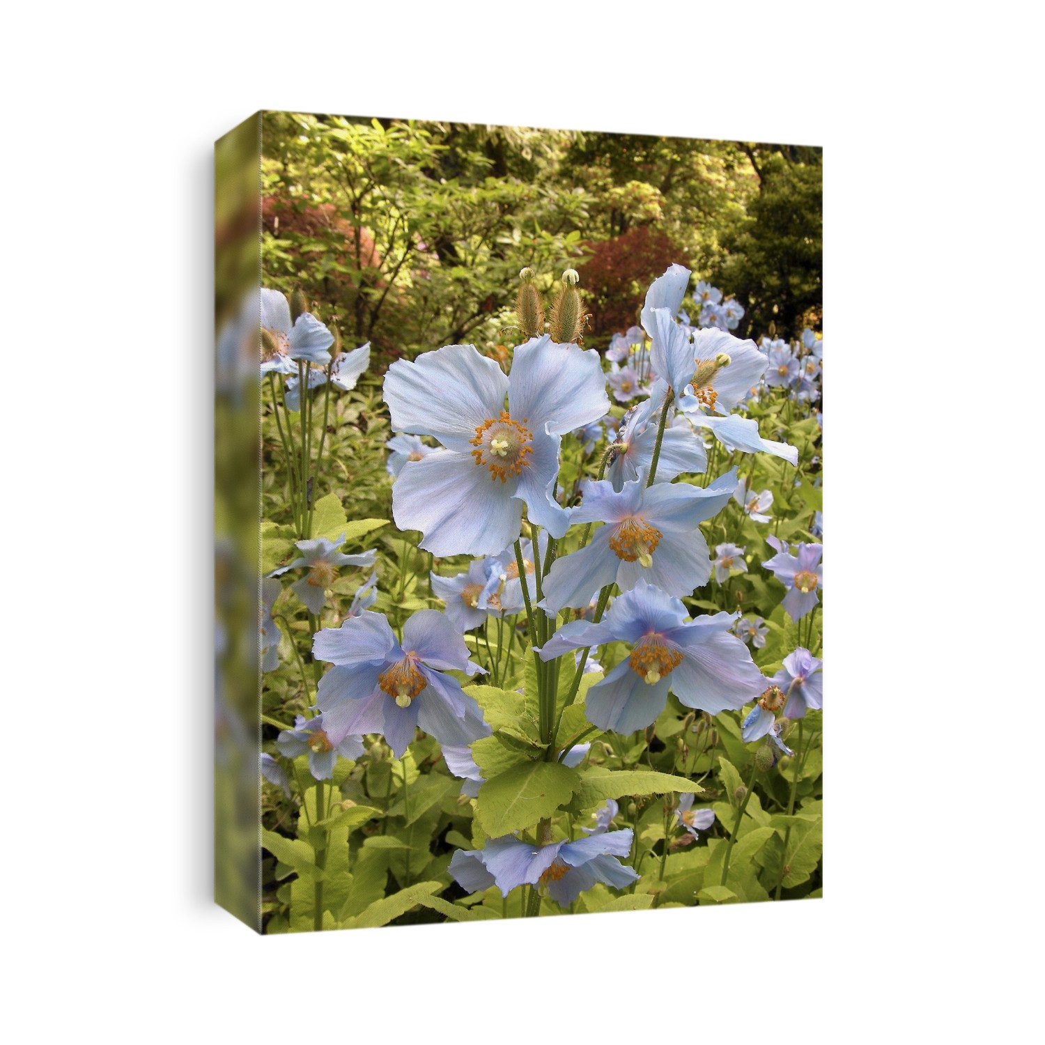 Himalayan blue poppies (Meconopsis betonicifolia).