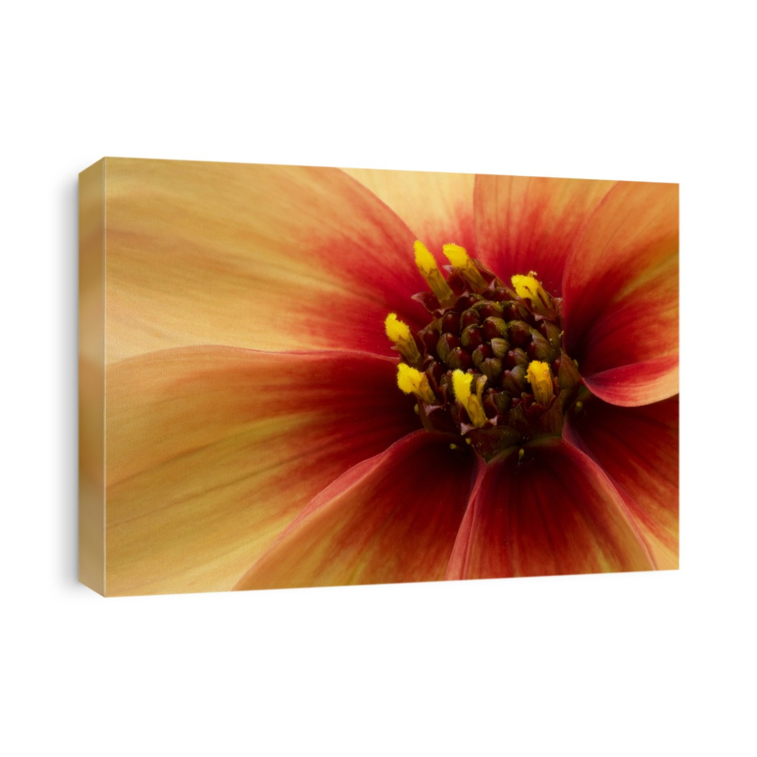 Dahlia 'Moonfire'. Close up abstract image of flower centre.