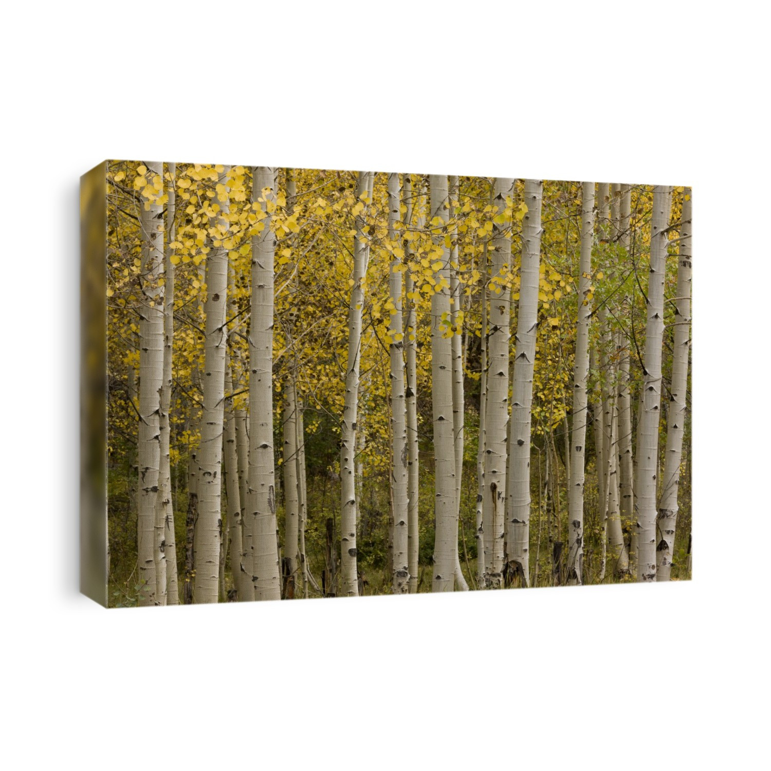 Quaking Aspen (Populus tremuloides) showing autumn foliage and trunks. Photographed in the Manti La Sal mountains, Utah, USA.