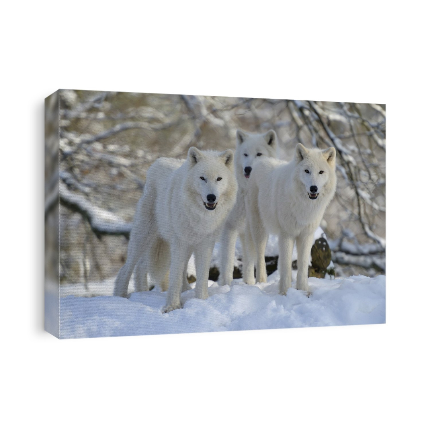 Arctic Wolves in Winter