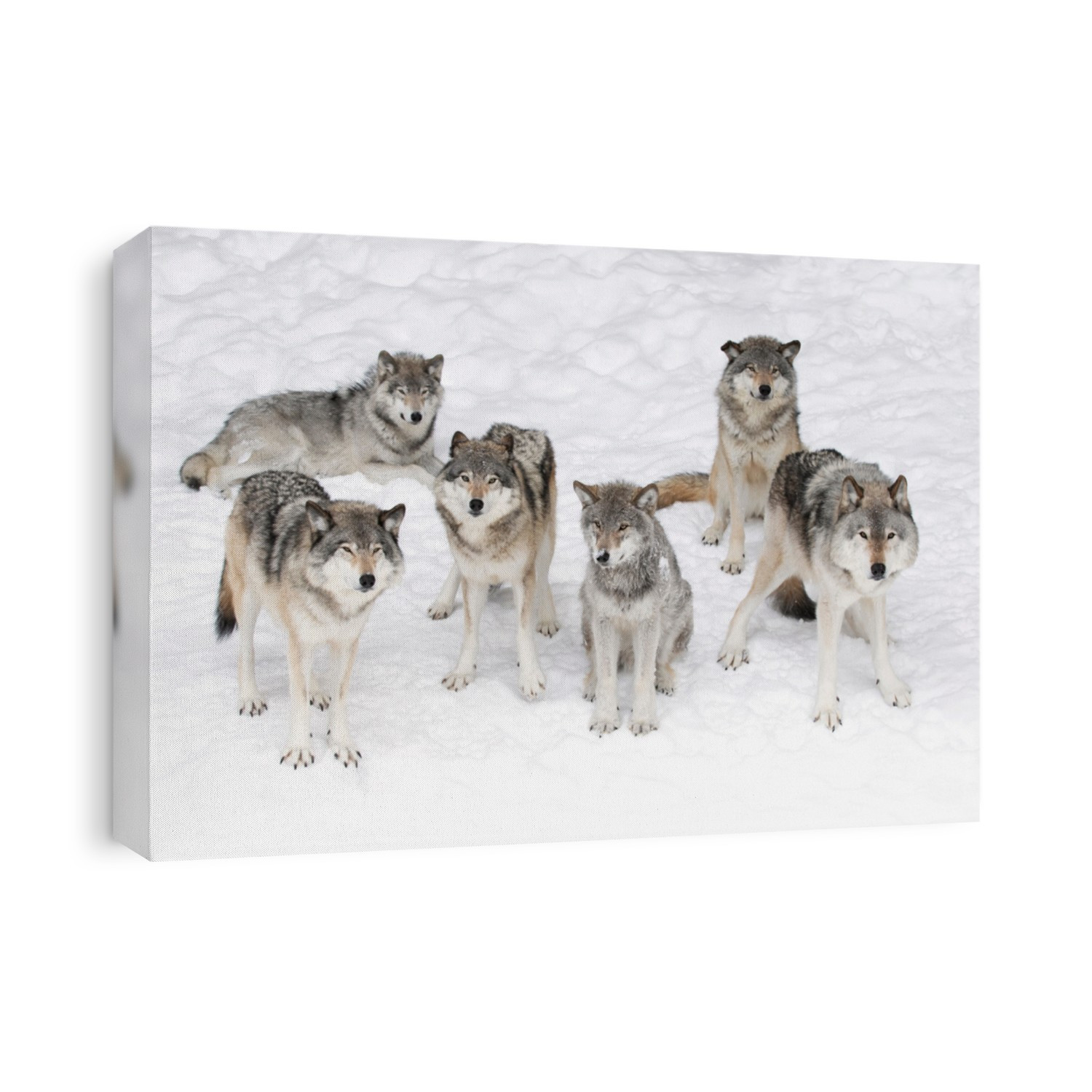 Timber wolves or grey wolves Canis lupus isolated on white background, timber wolf pack standing in the snow in Canada