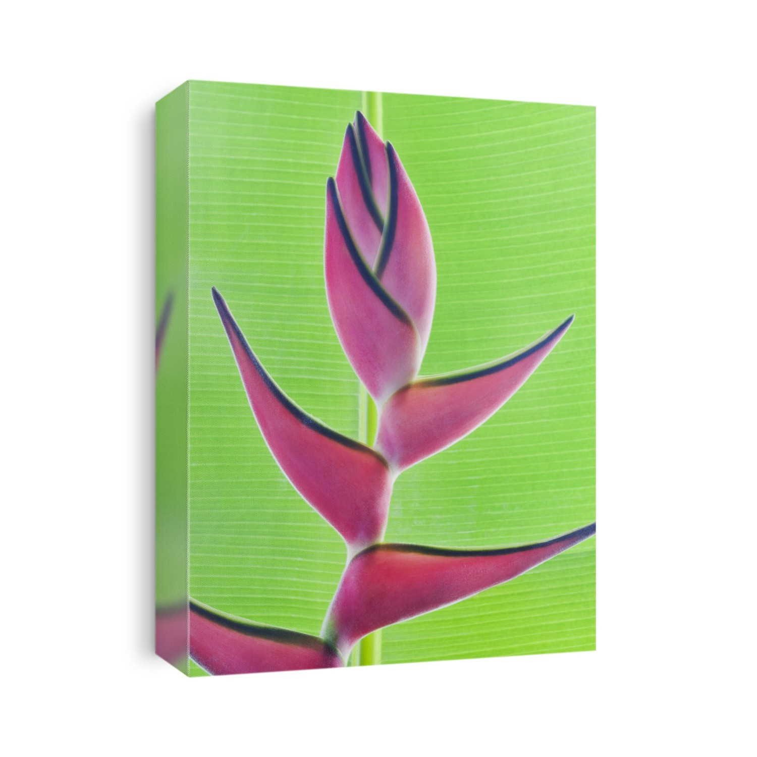 Close-up of a beautiful pink Heliconia flower against a green leaf; Honolulu, Oahu, Hawaii, United States of America