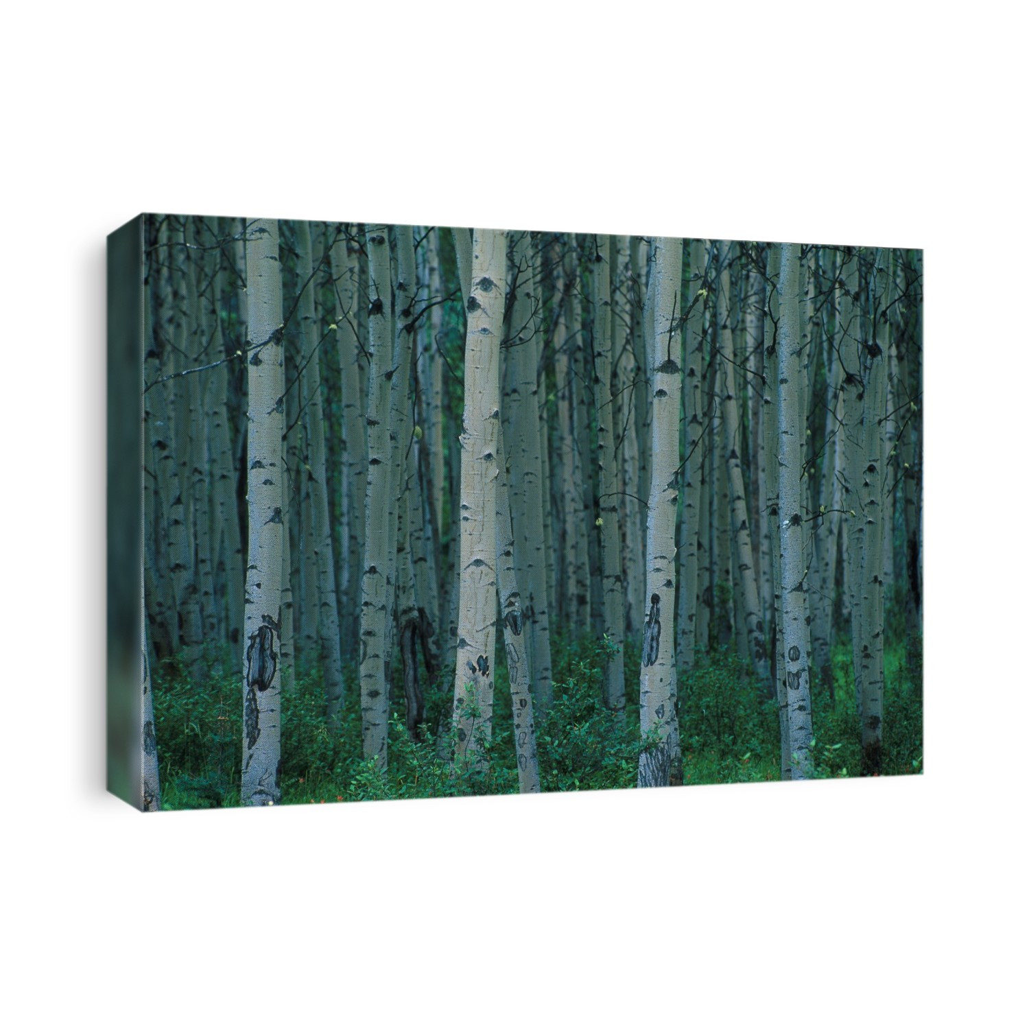 Aspen Trees In Jasper Forest